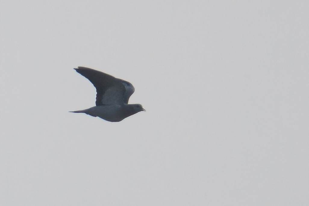 Stock Dove — Ana fotoğraf