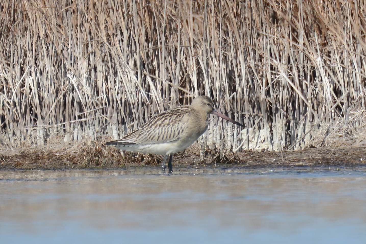 Bar-tailed Godwit
