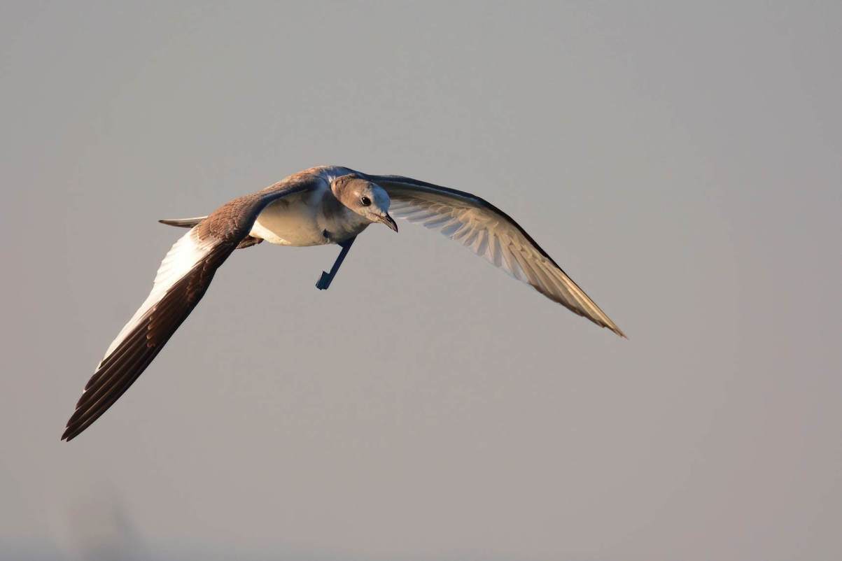 Sabine's Gull