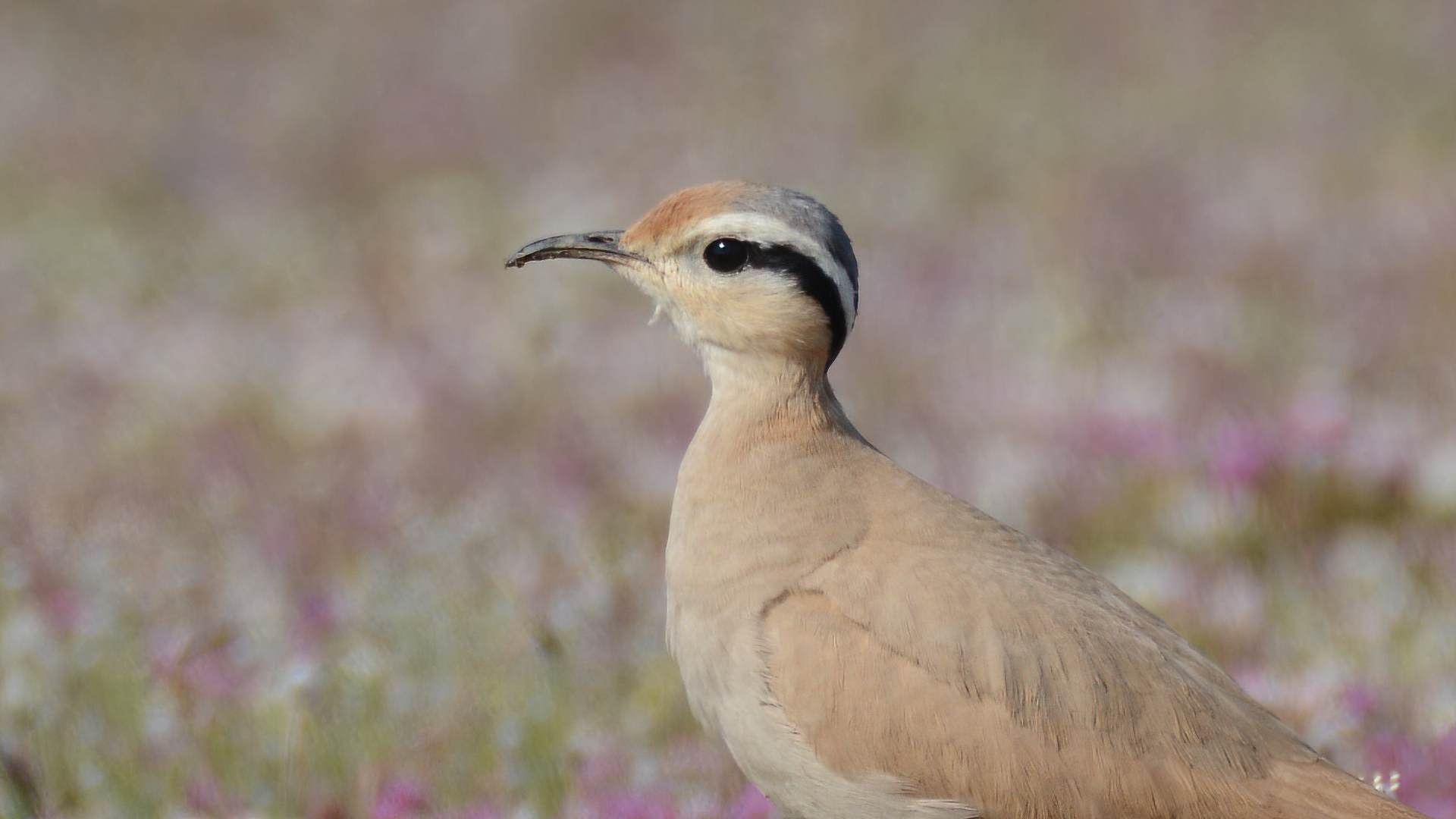 Cream-colored Courser