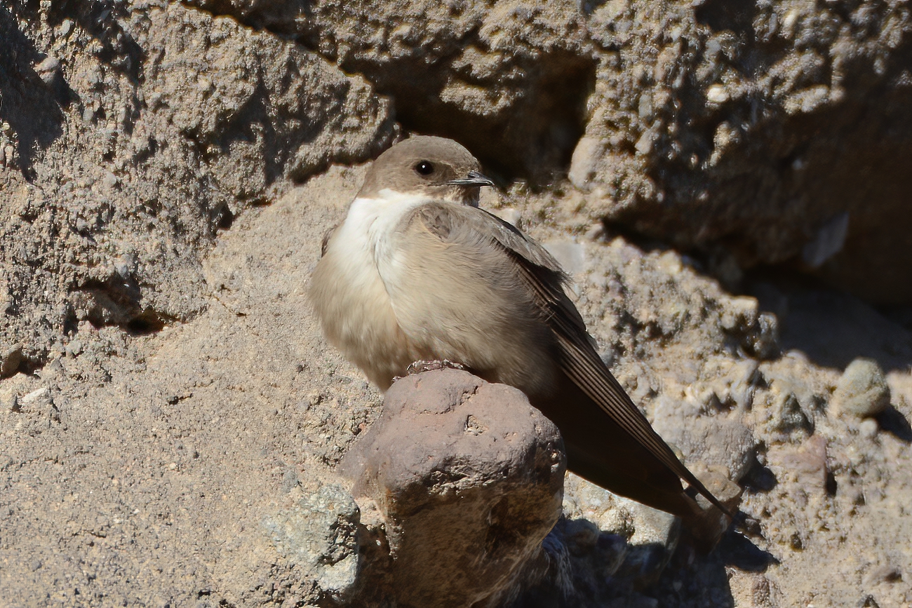 Eurasian Crag-Martin