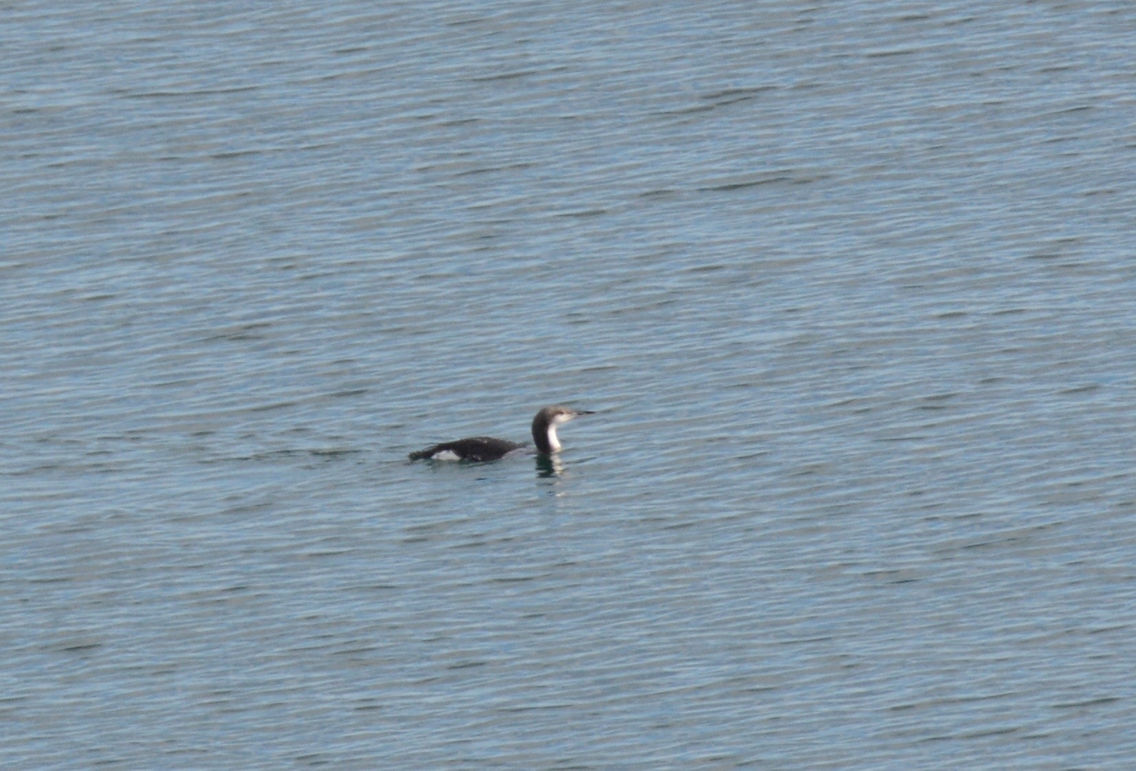 Arctic Loon