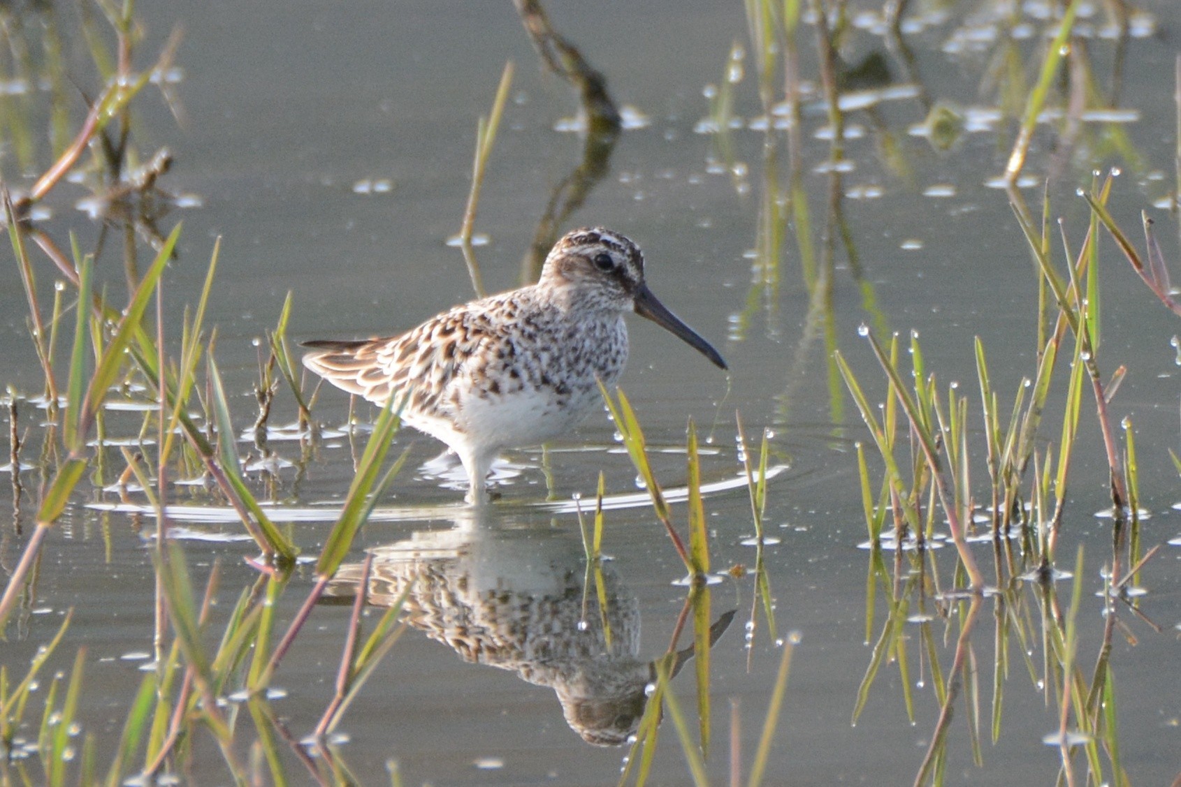 Broad-billed Sandpiper