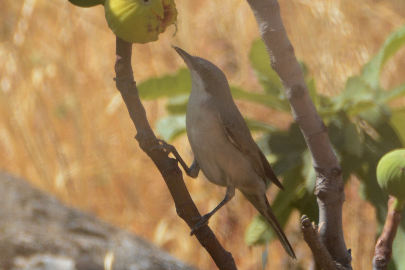 Eastern Orphean Warbler