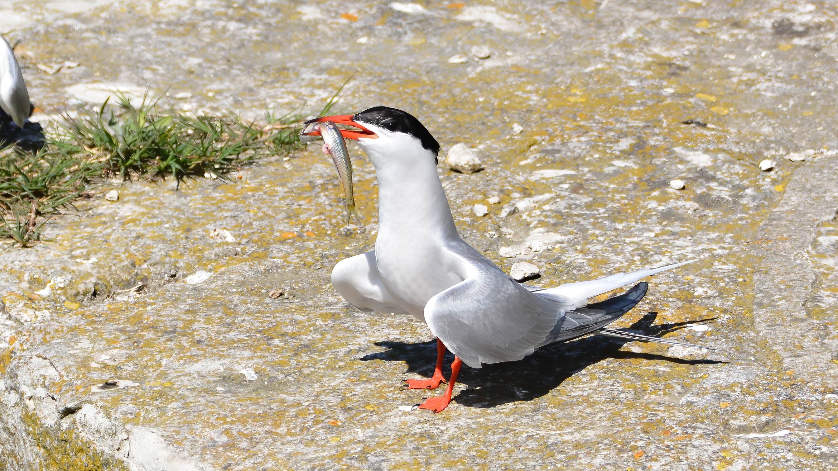 Common Tern