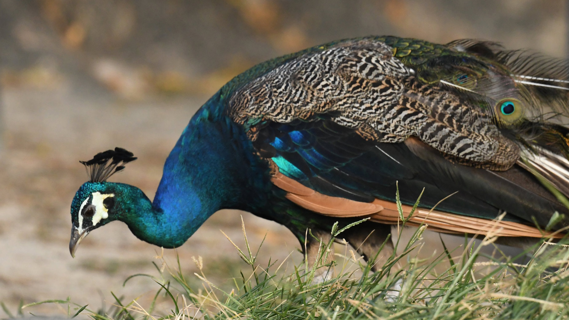 Indian Peafowl