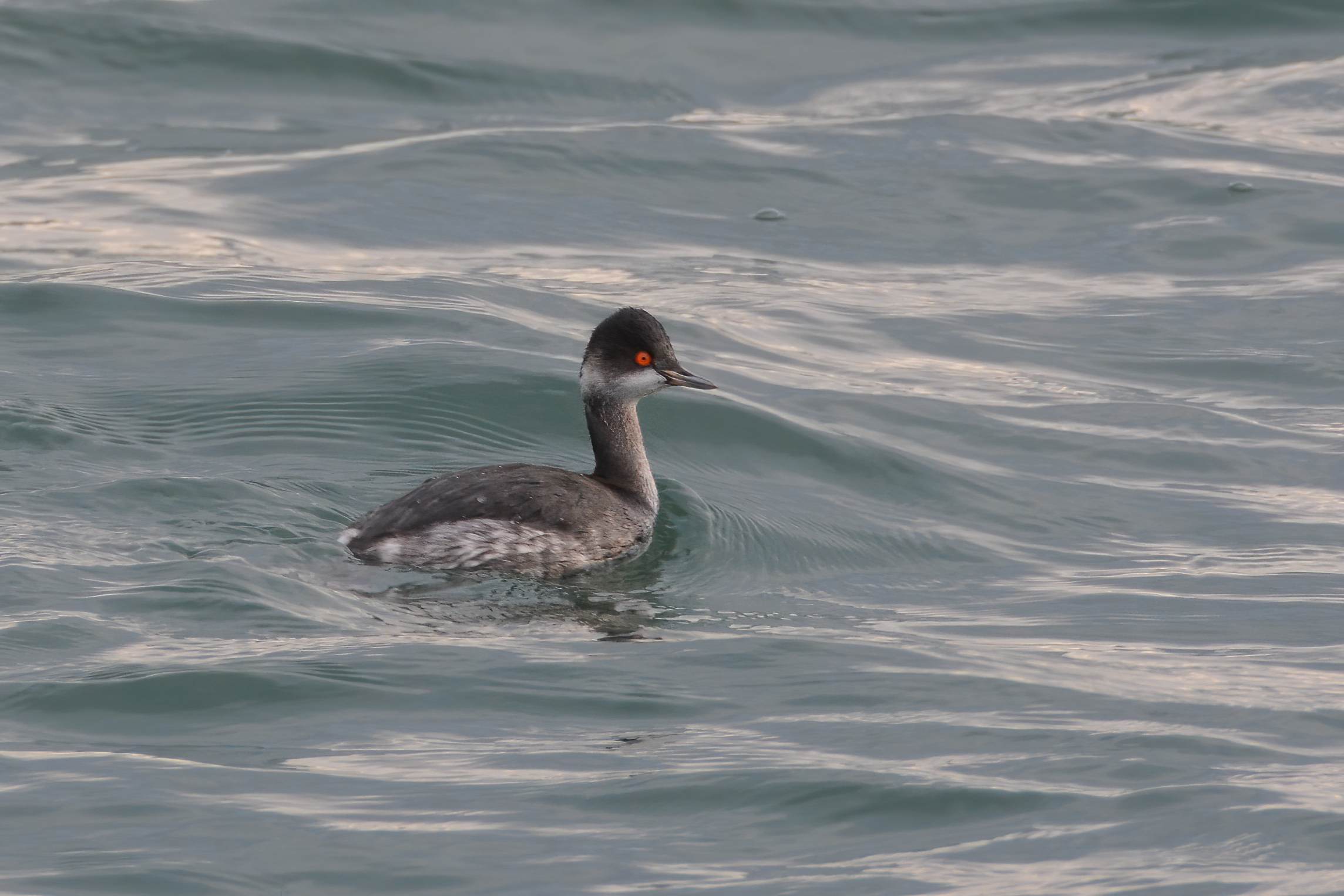 Eared Grebe