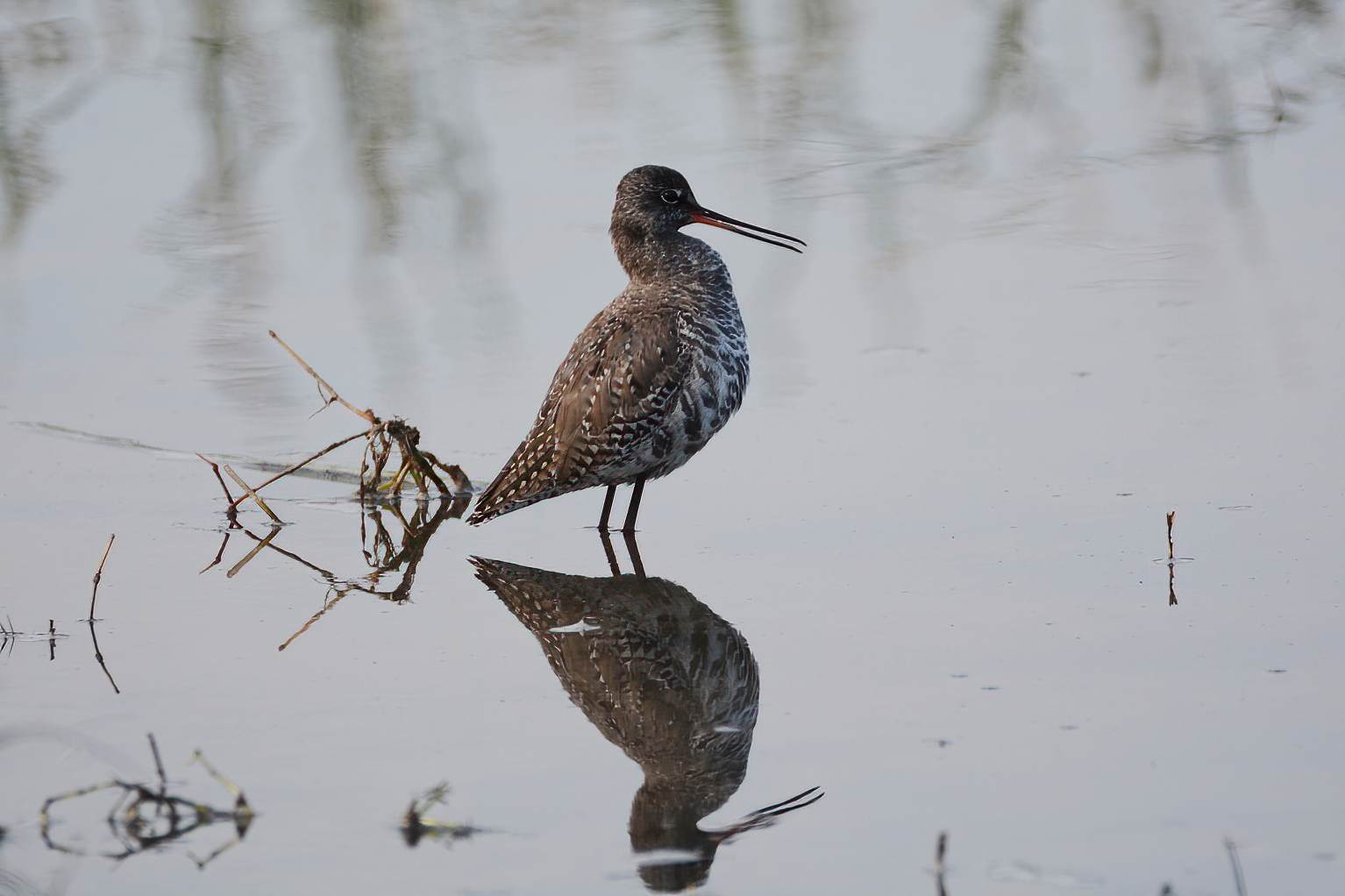 Spotted Redshank
