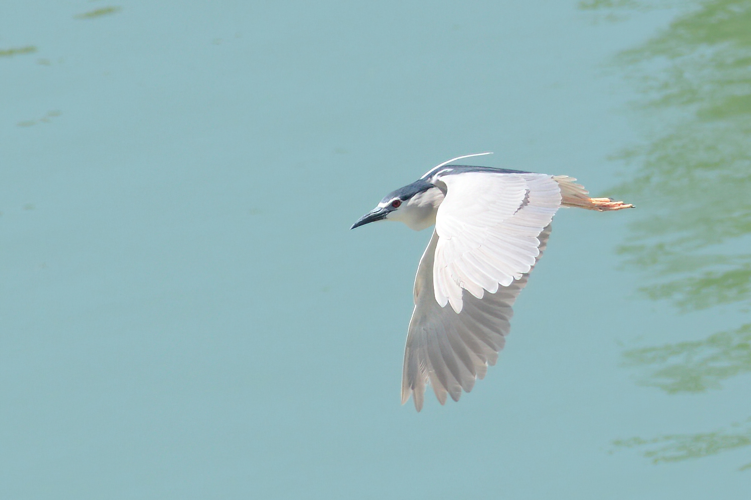 Black-crowned Night-Heron