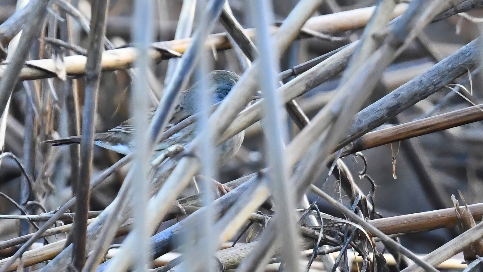Black-faced Bunting — Ana fotoğraf