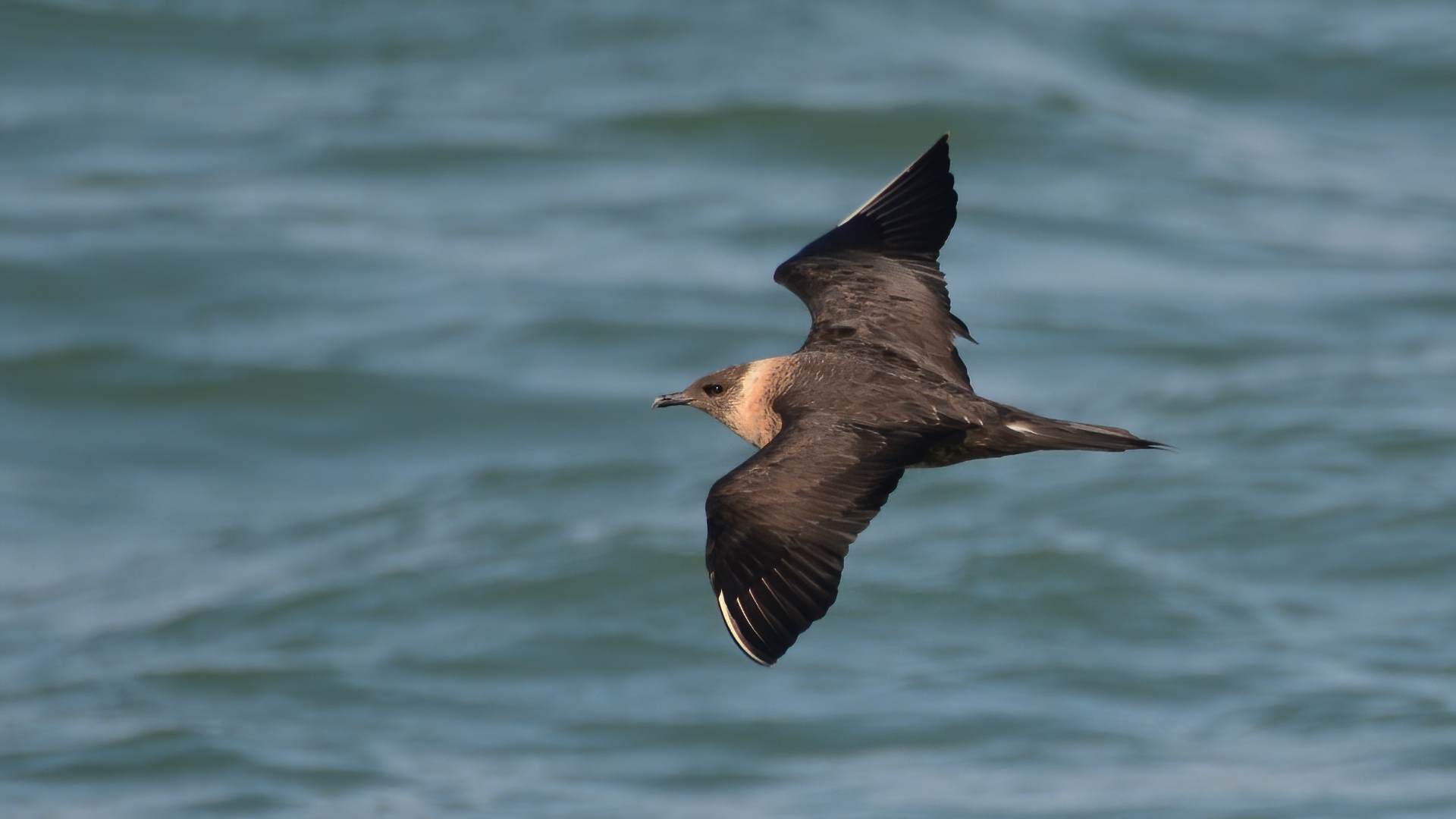 Parasitic Jaeger