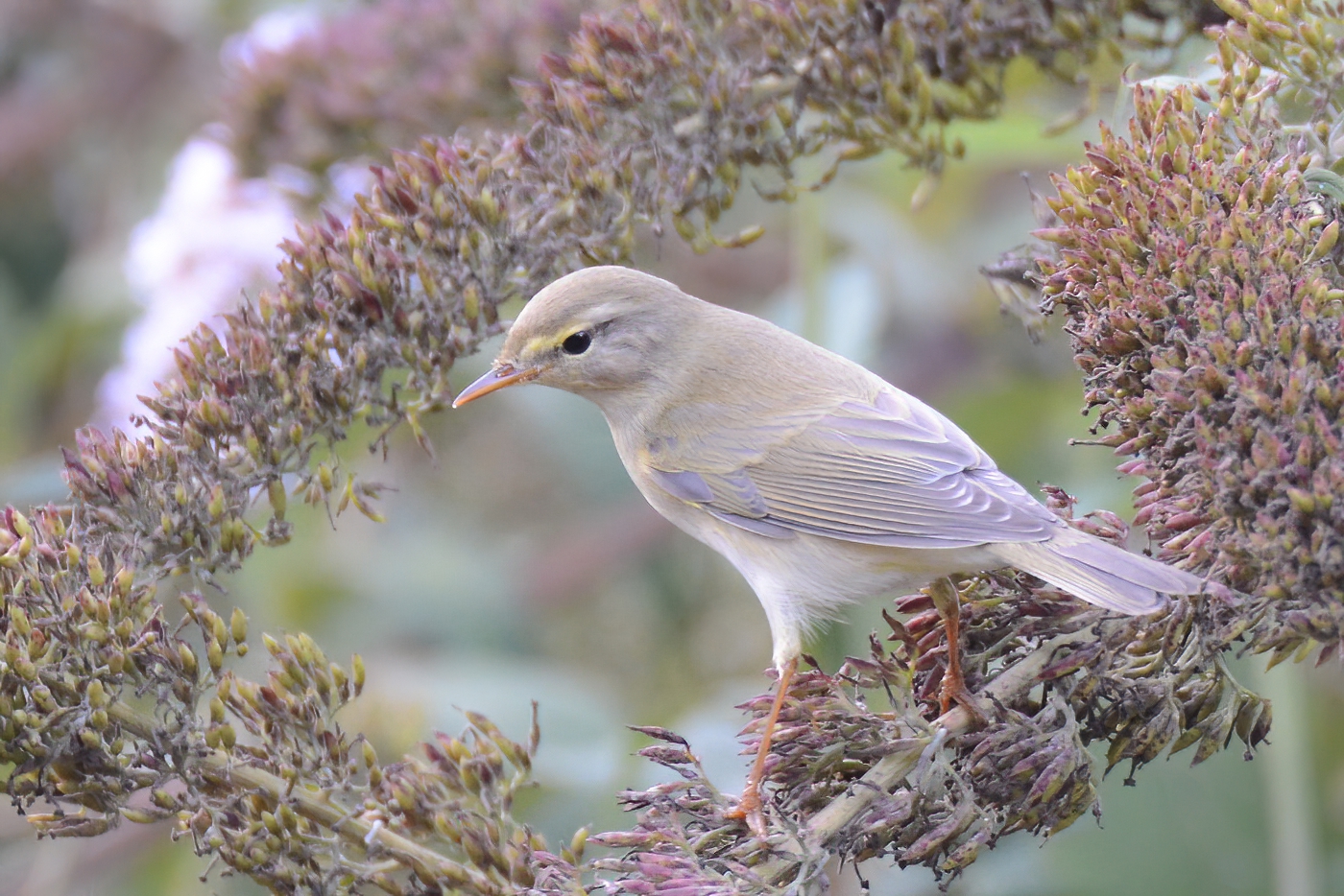 Willow Warbler