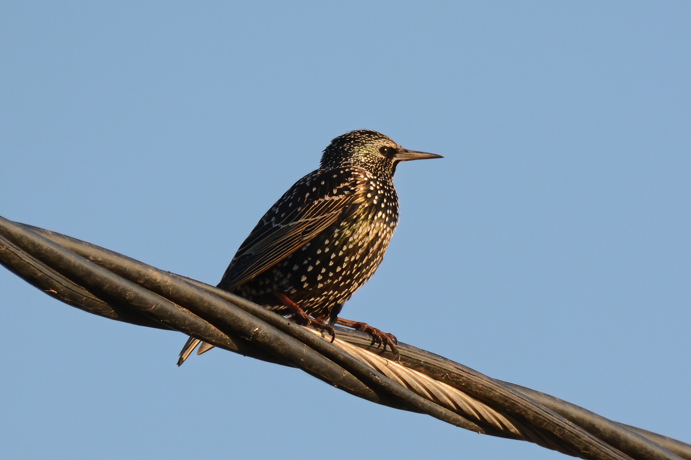 European Starling
