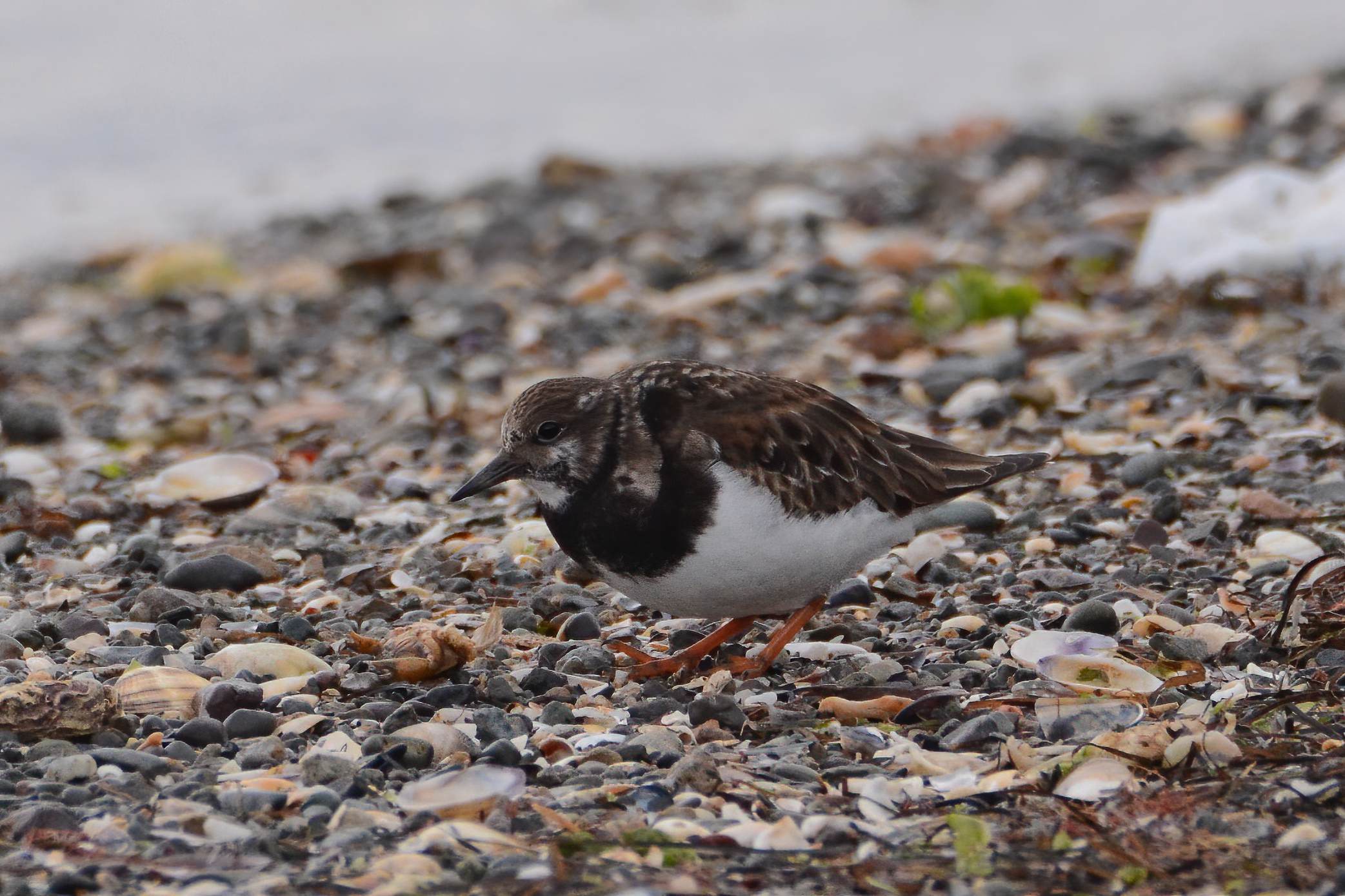 Ruddy Turnstone