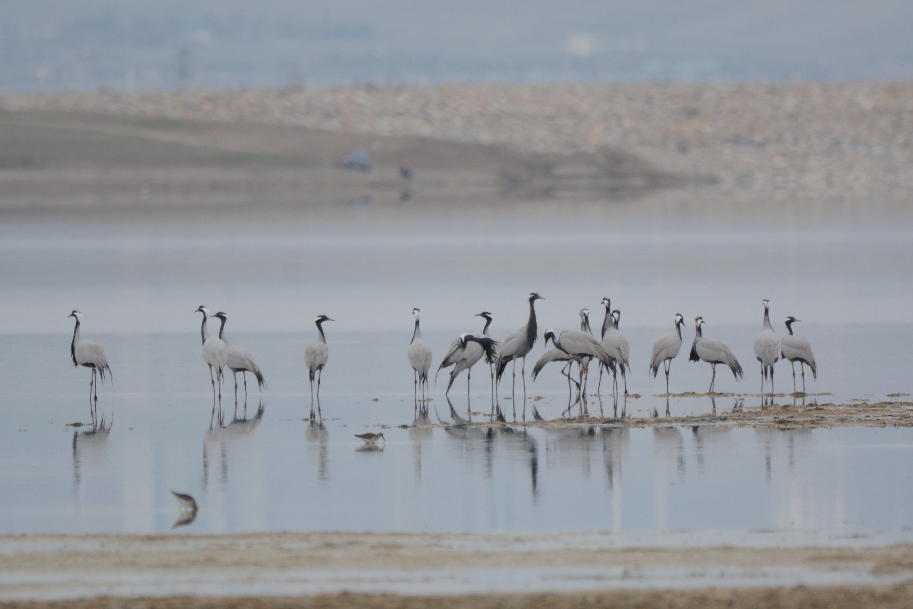 Demoiselle Crane