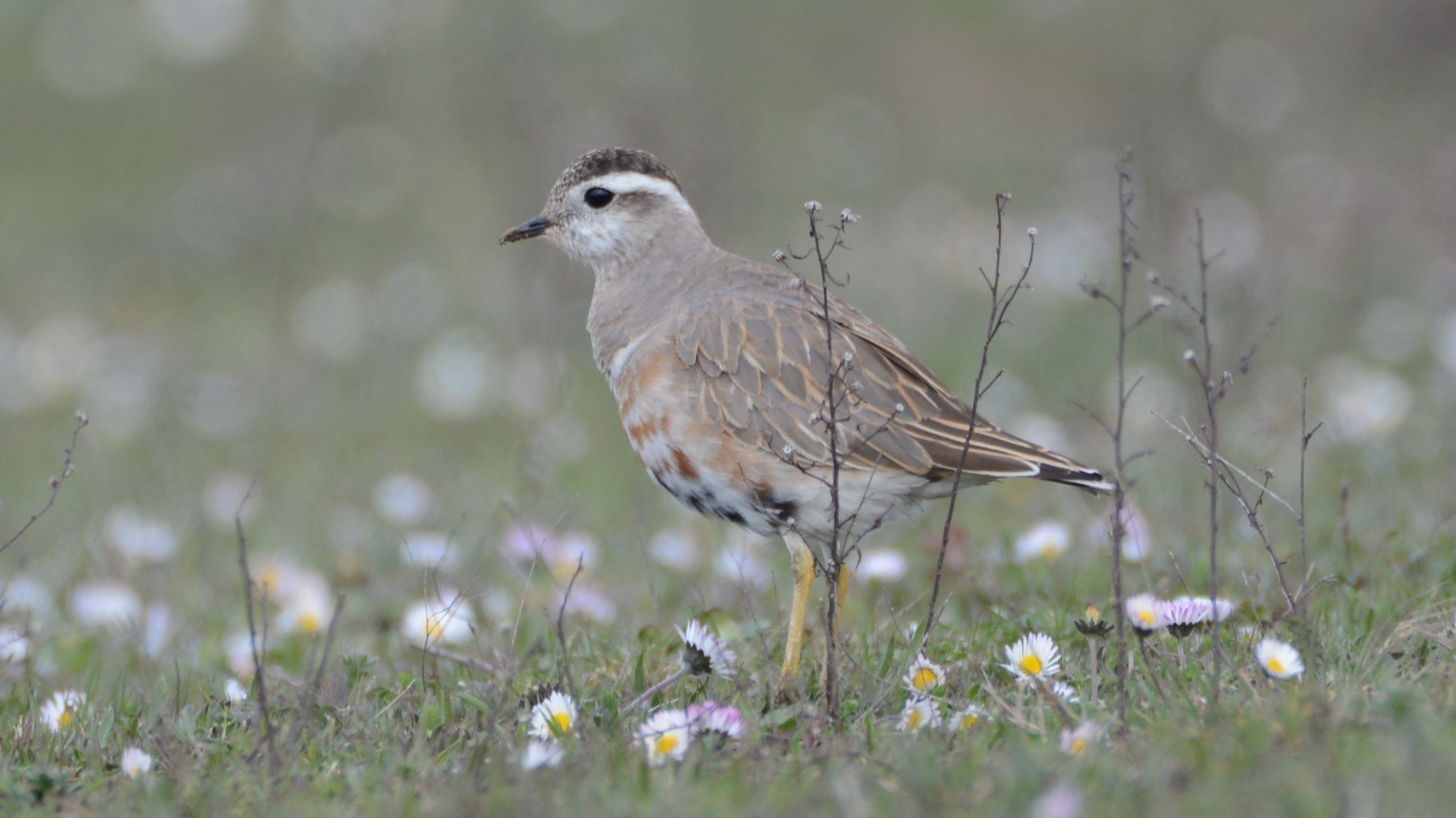 Eurasian Dotterel