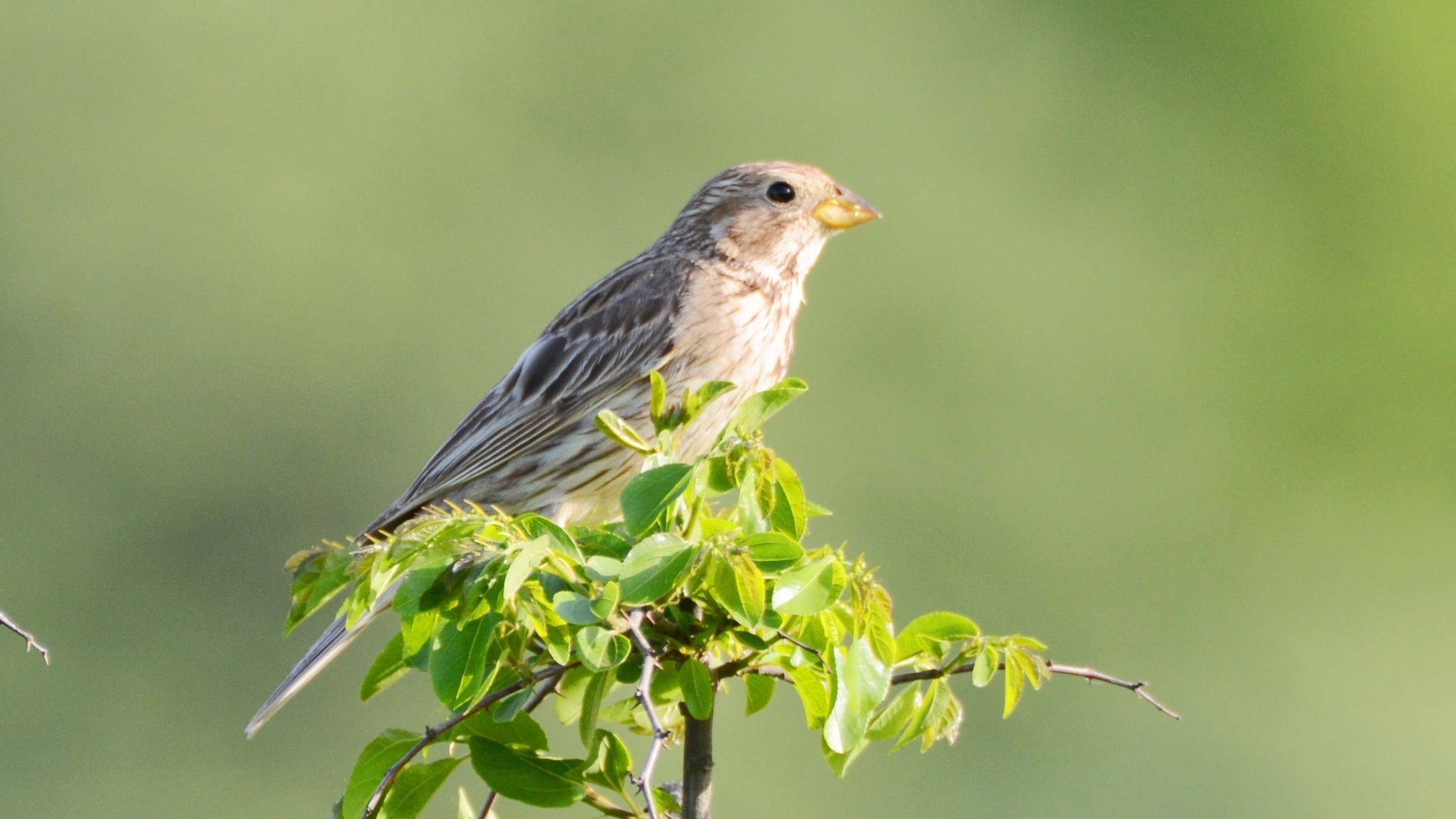 Corn Bunting
