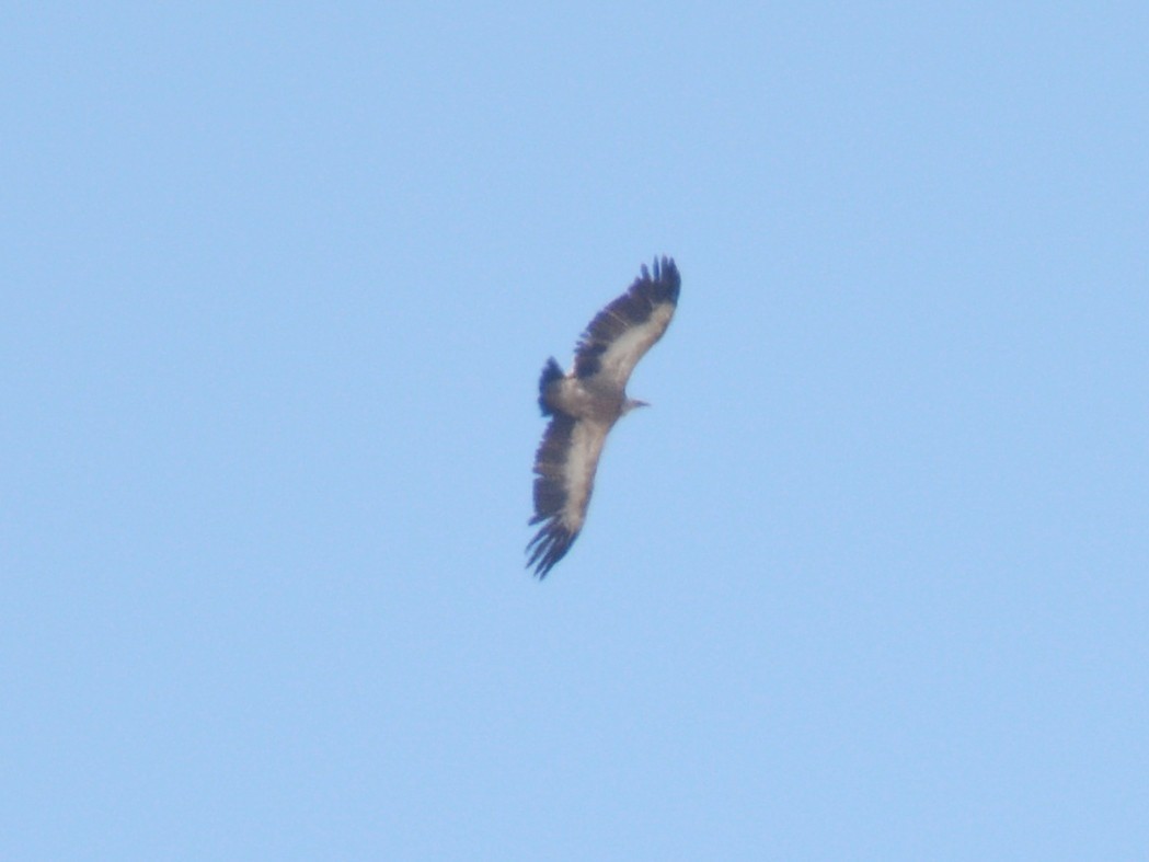 Eurasian Griffon