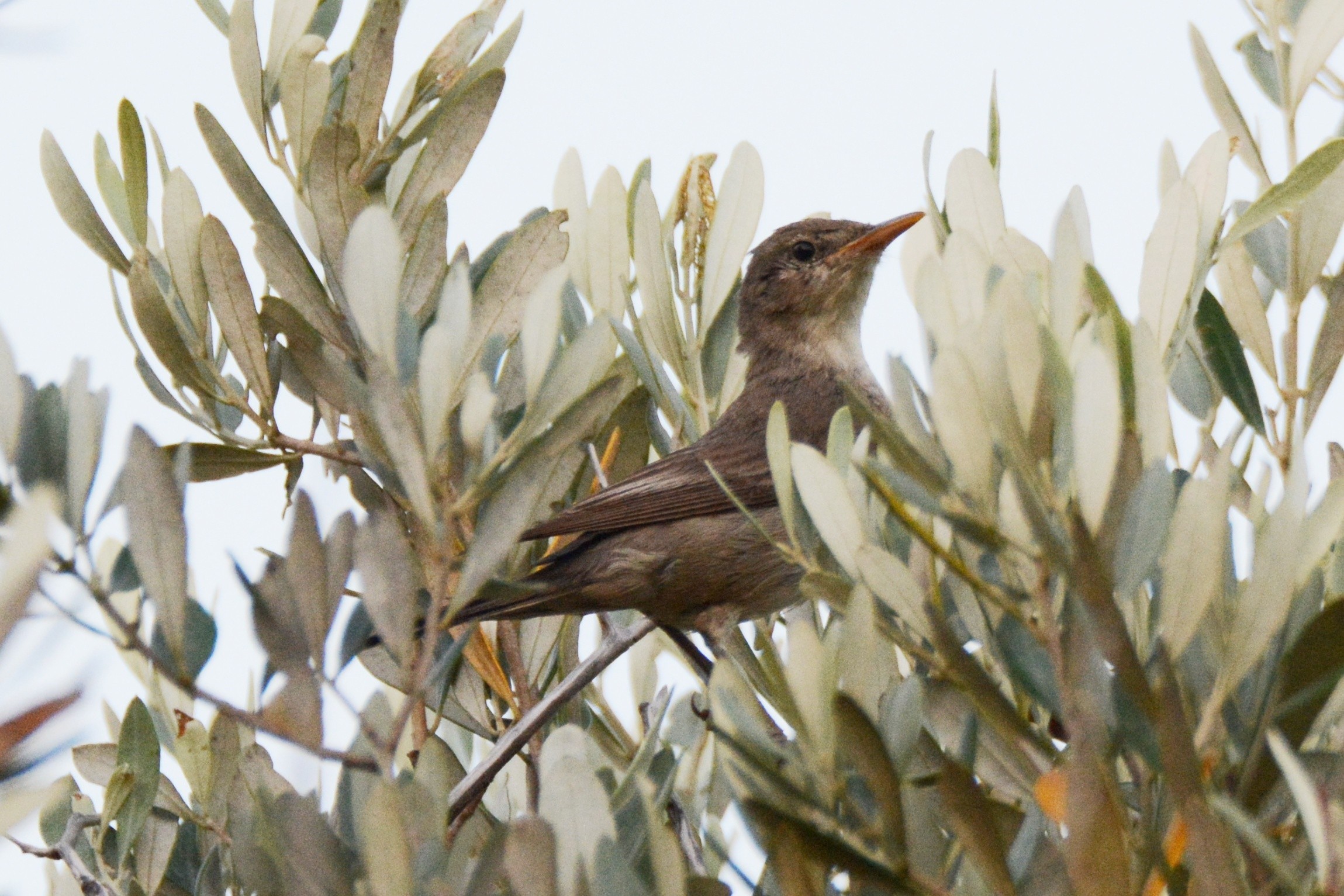 Olive-tree Warbler