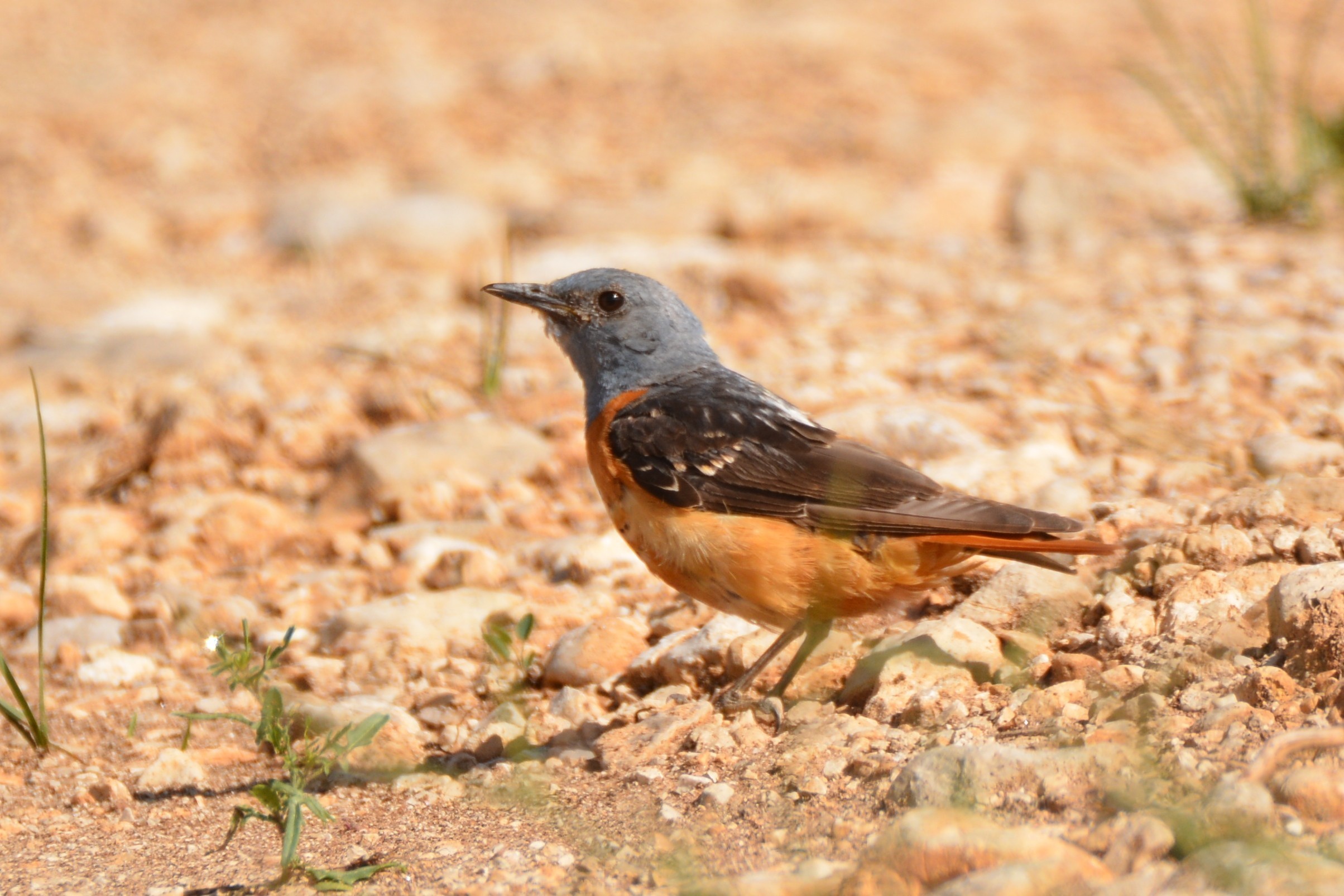 Rufous-tailed Rock-Thrush