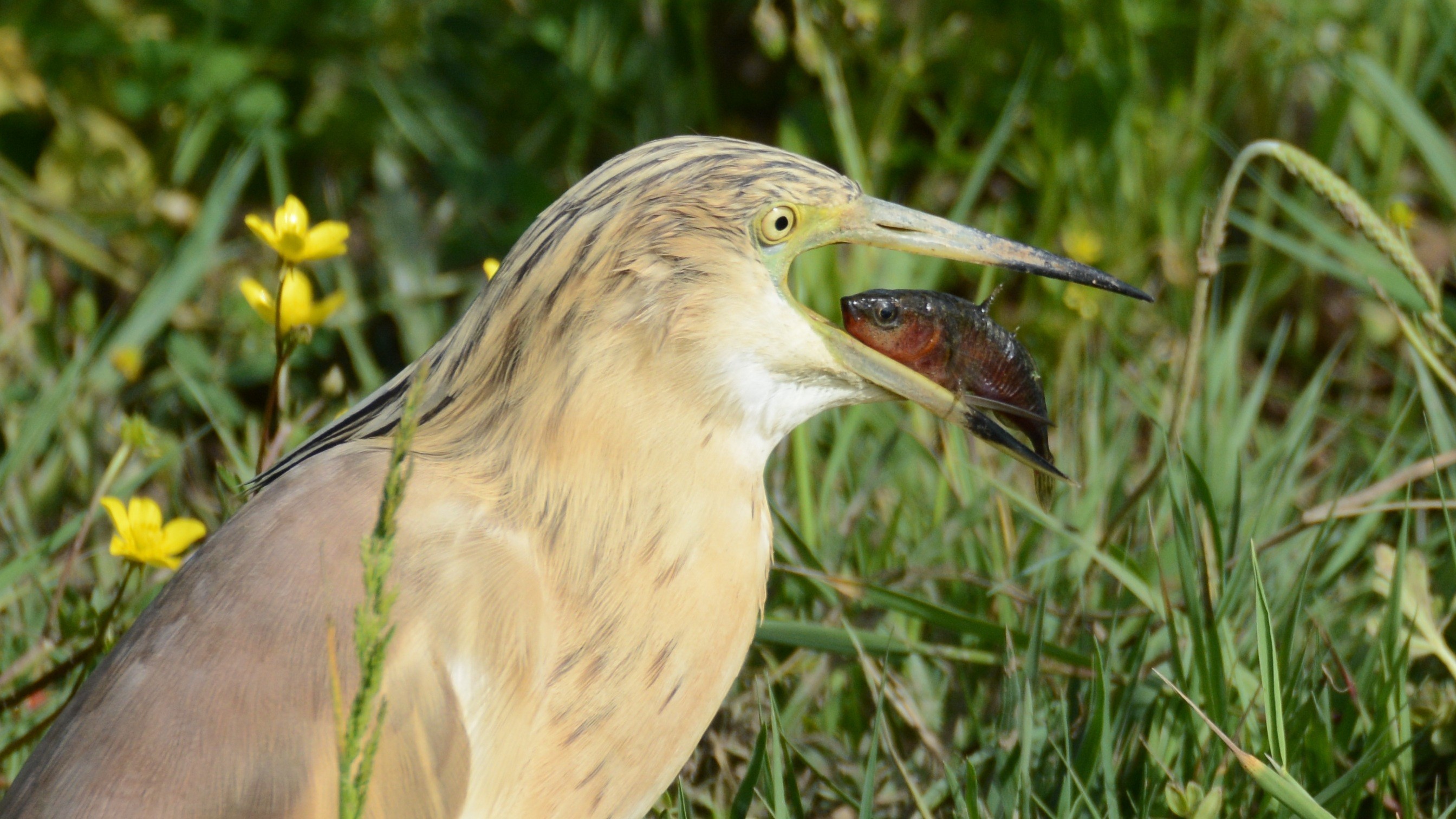Squacco Heron