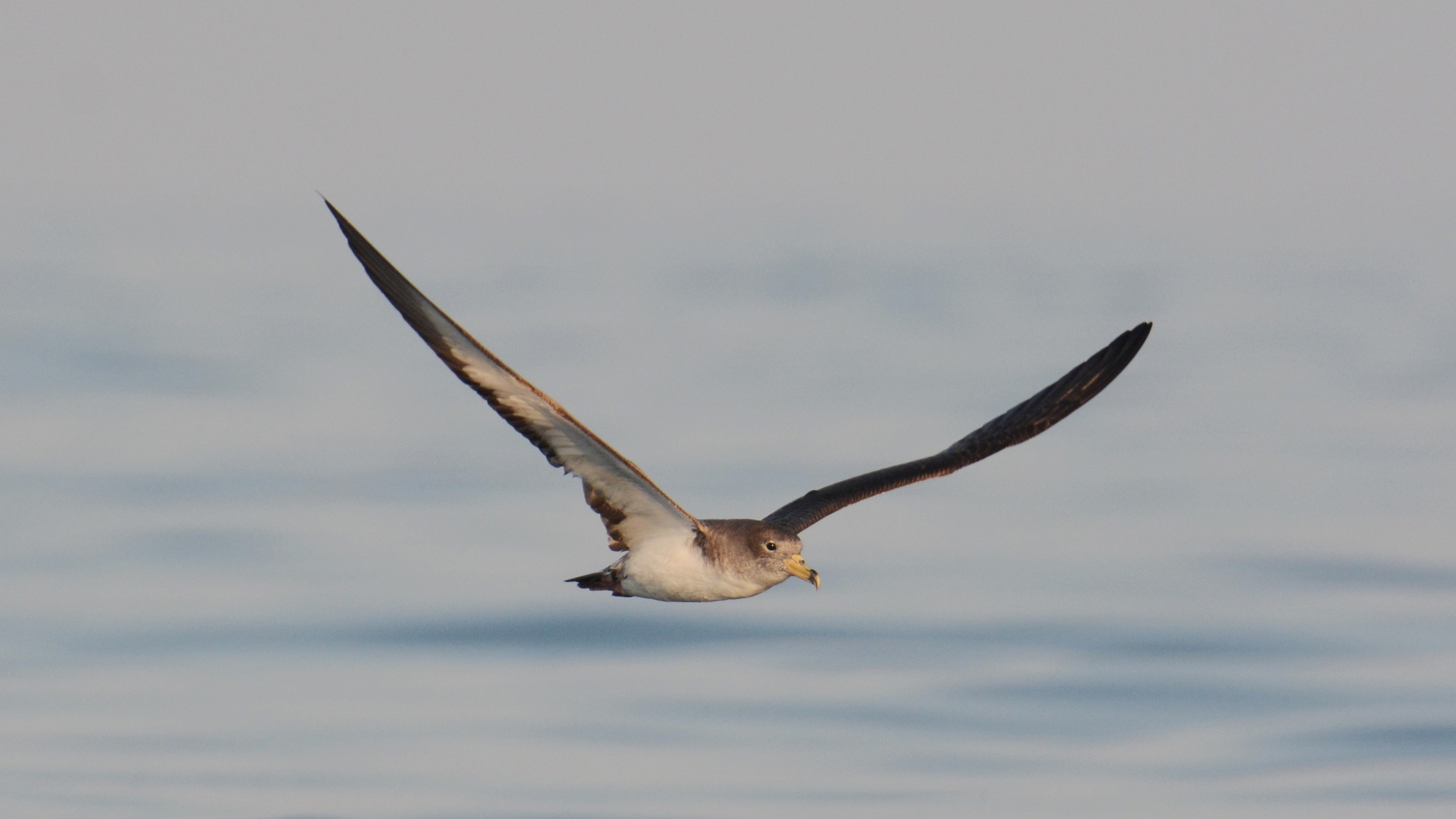 Cory's Shearwater
