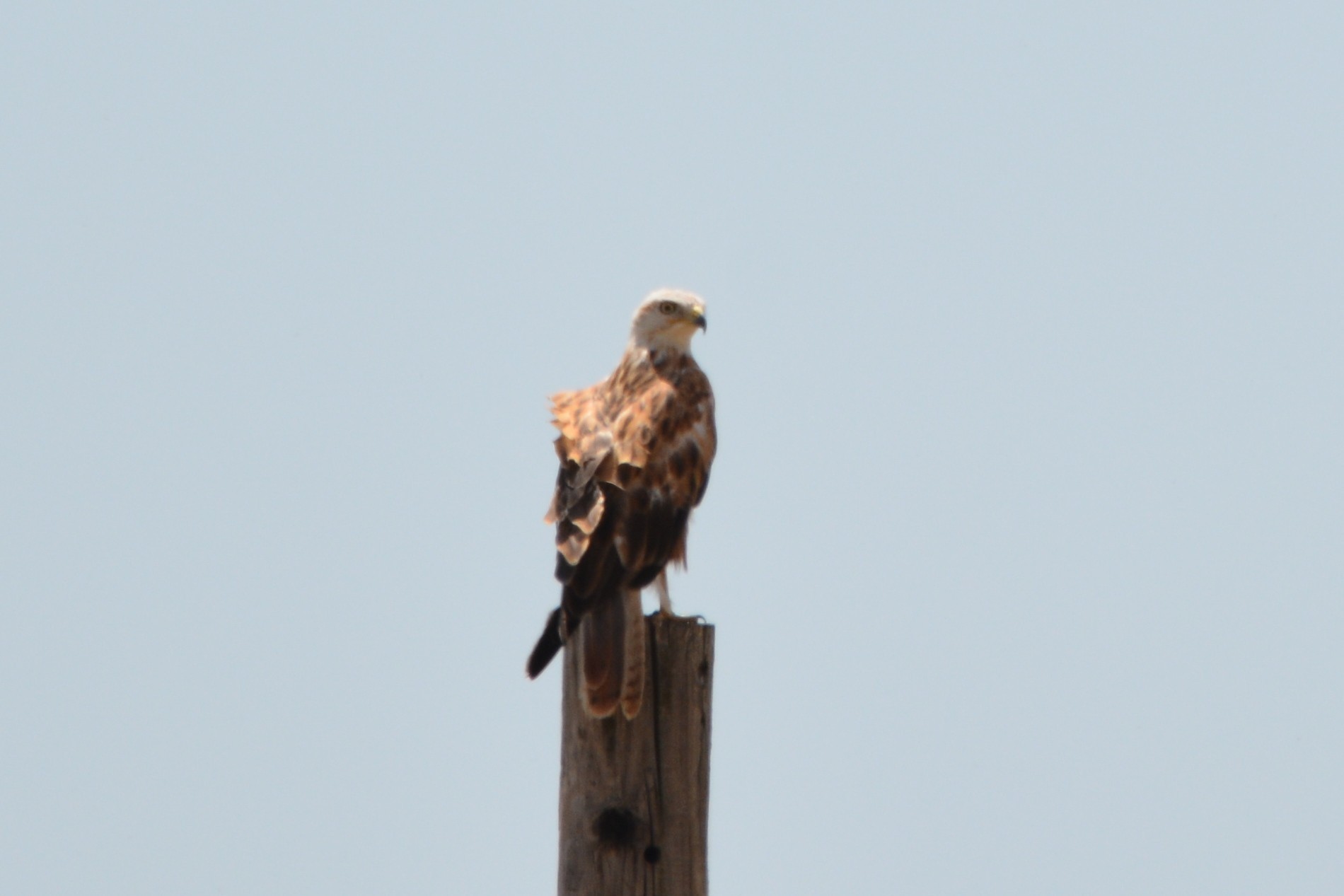 Long-legged Buzzard