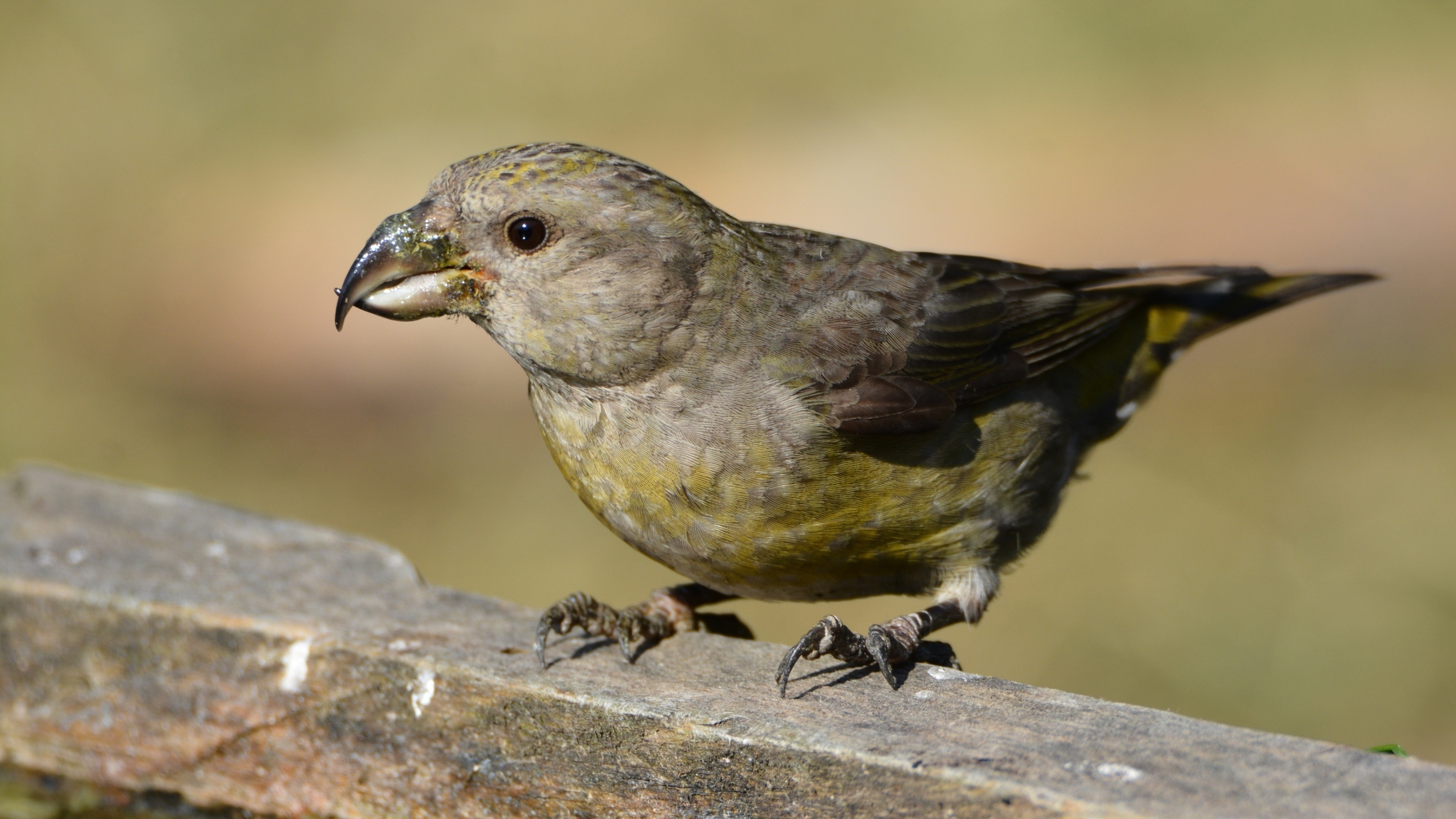 Red Crossbill