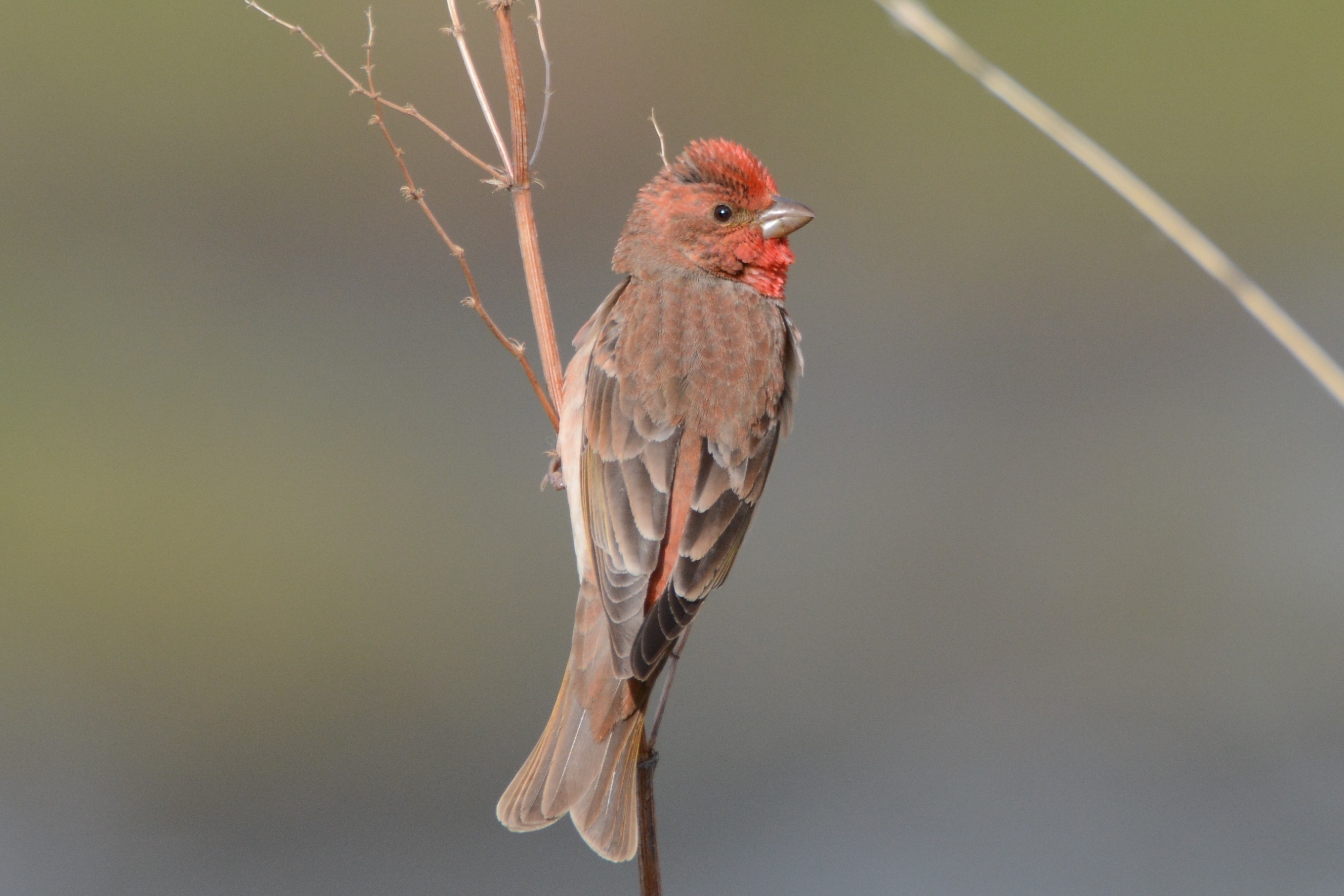 Common Rosefinch