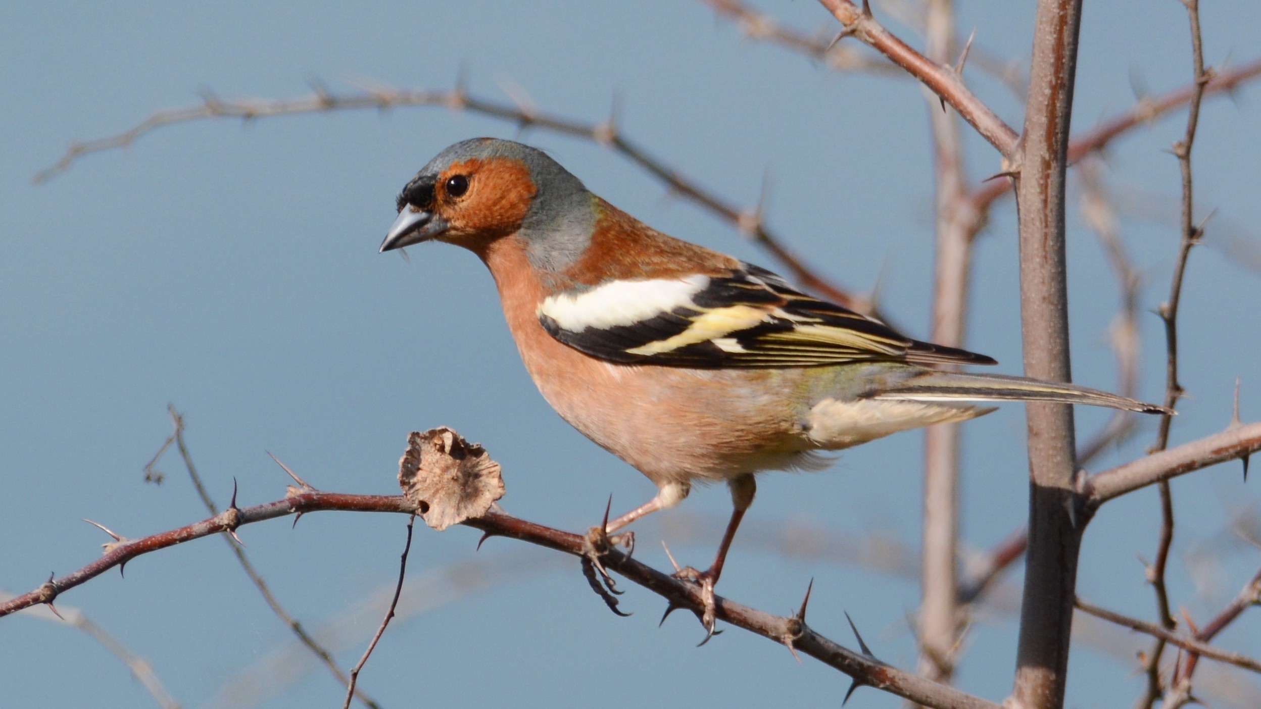 Common Chaffinch