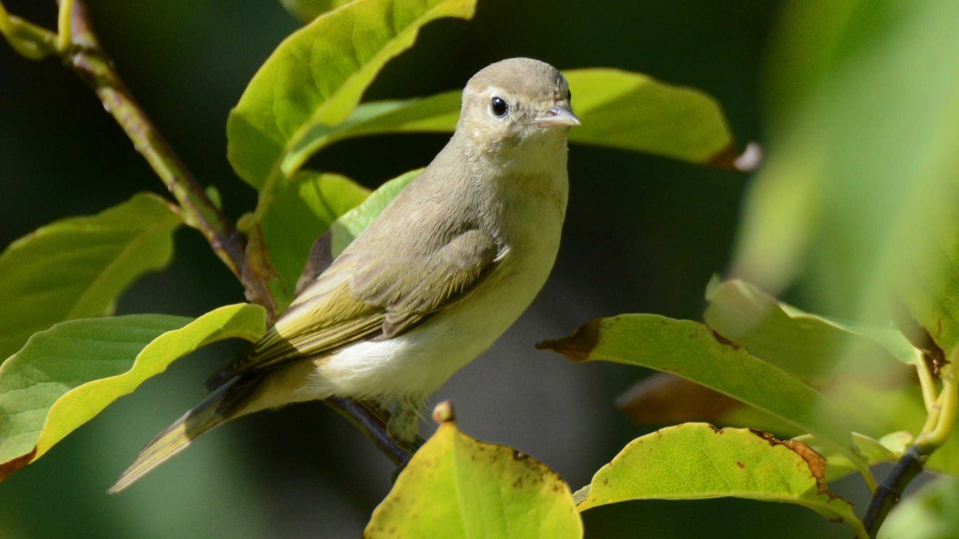 Eastern Bonelli's Warbler