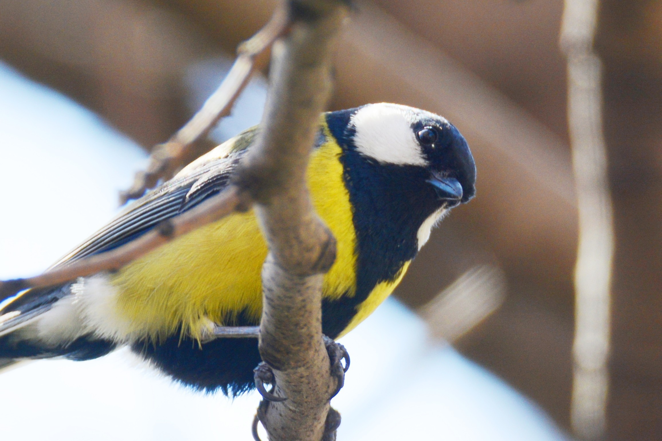 Great Tit