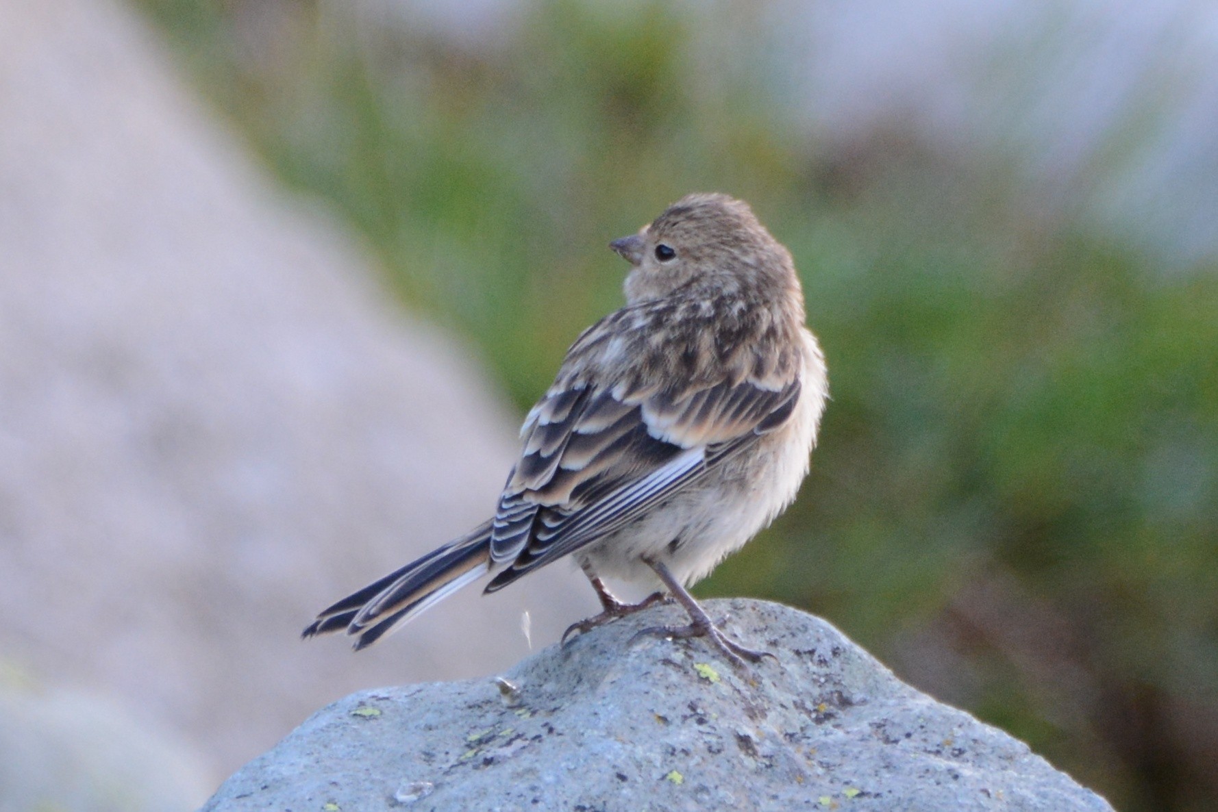 Twite