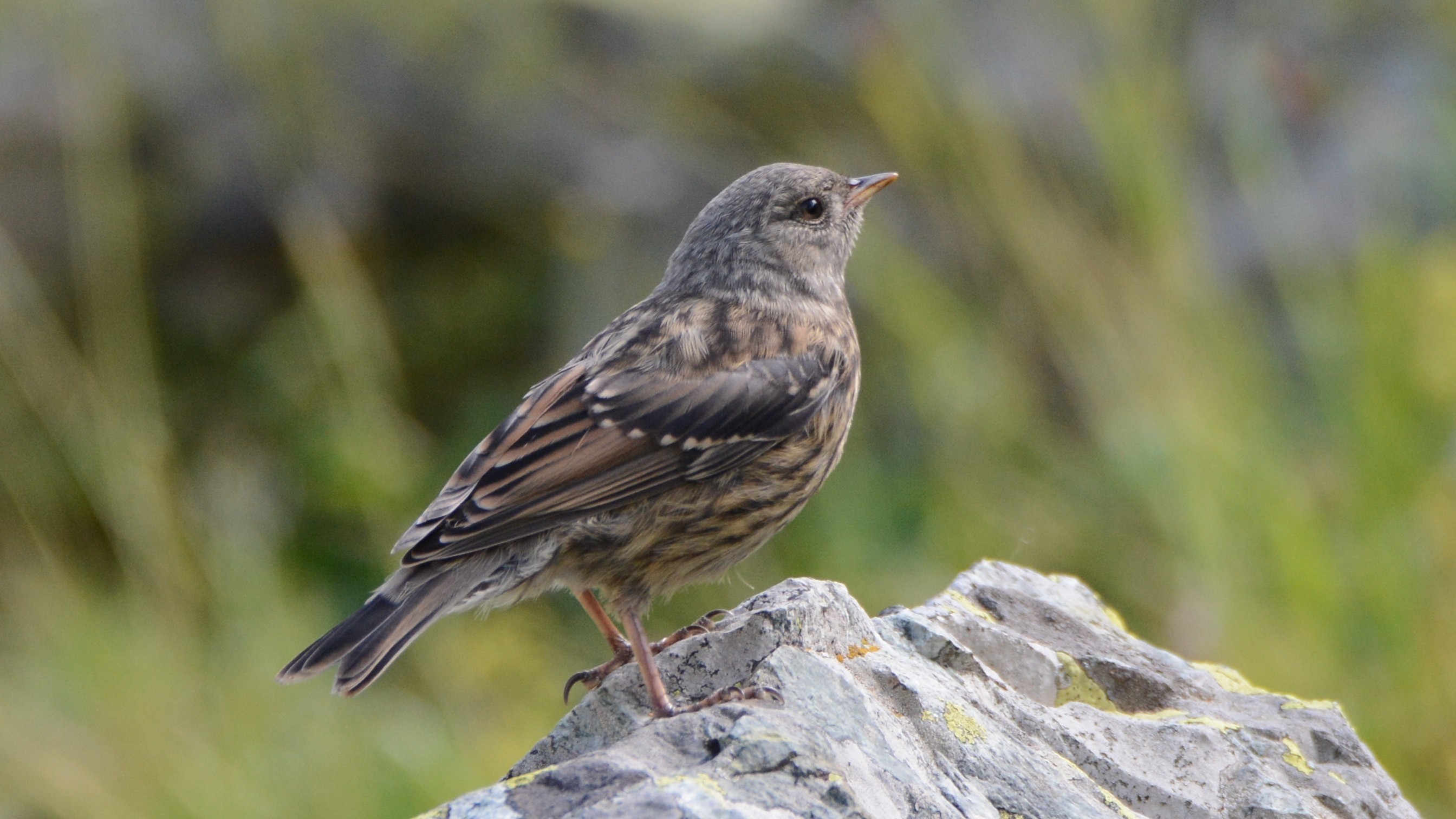 Alpine Accentor
