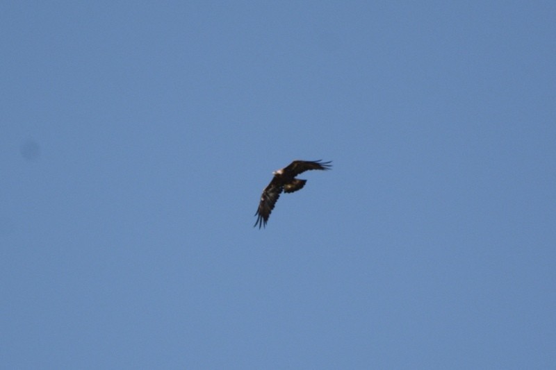 Golden Eagle