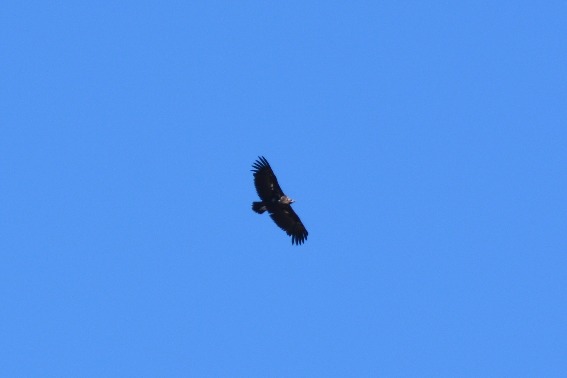 Cinereous Vulture — Ana fotoğraf