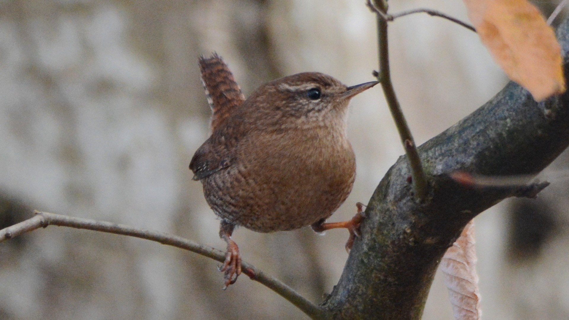 Eurasian Wren