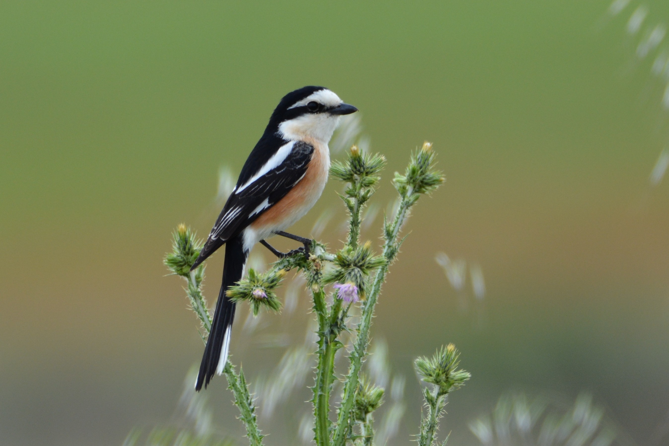 Masked Shrike