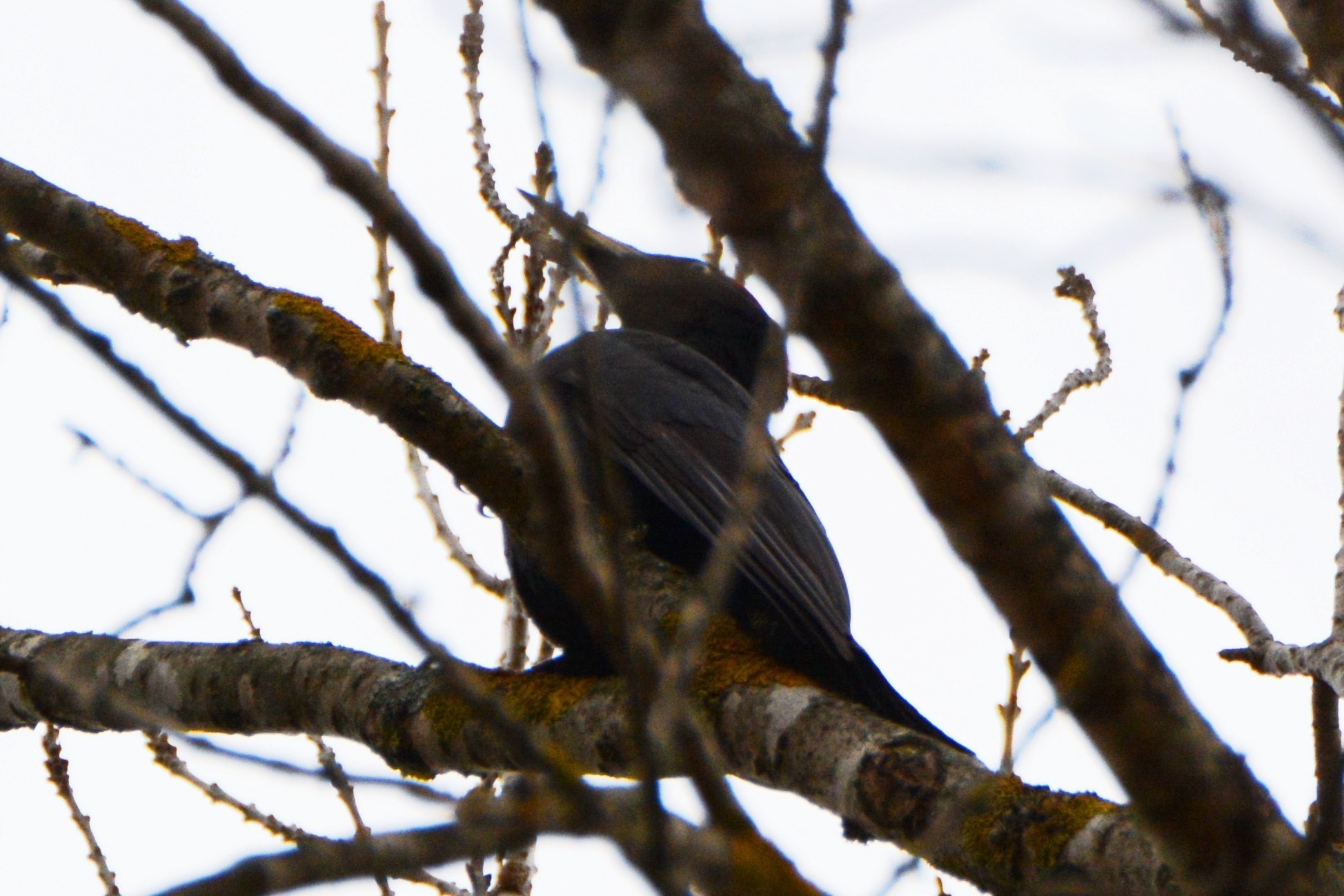 Black Woodpecker