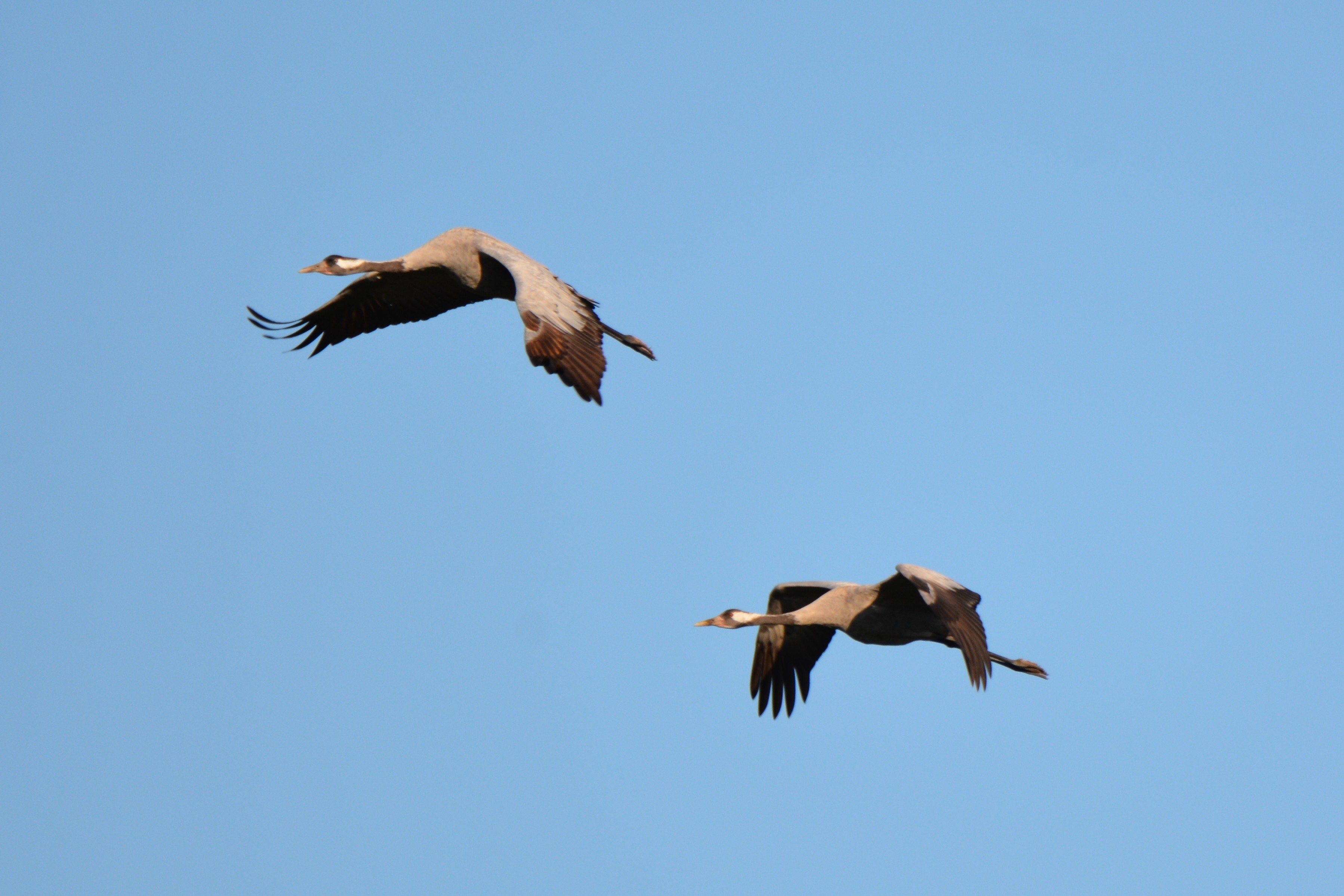 Common Crane