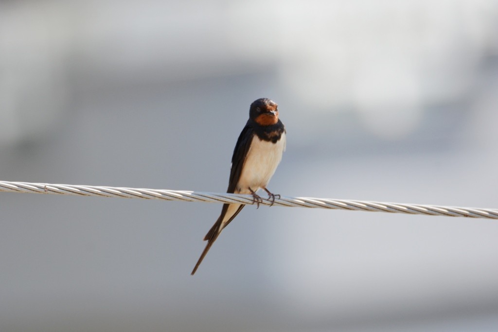 Barn Swallow