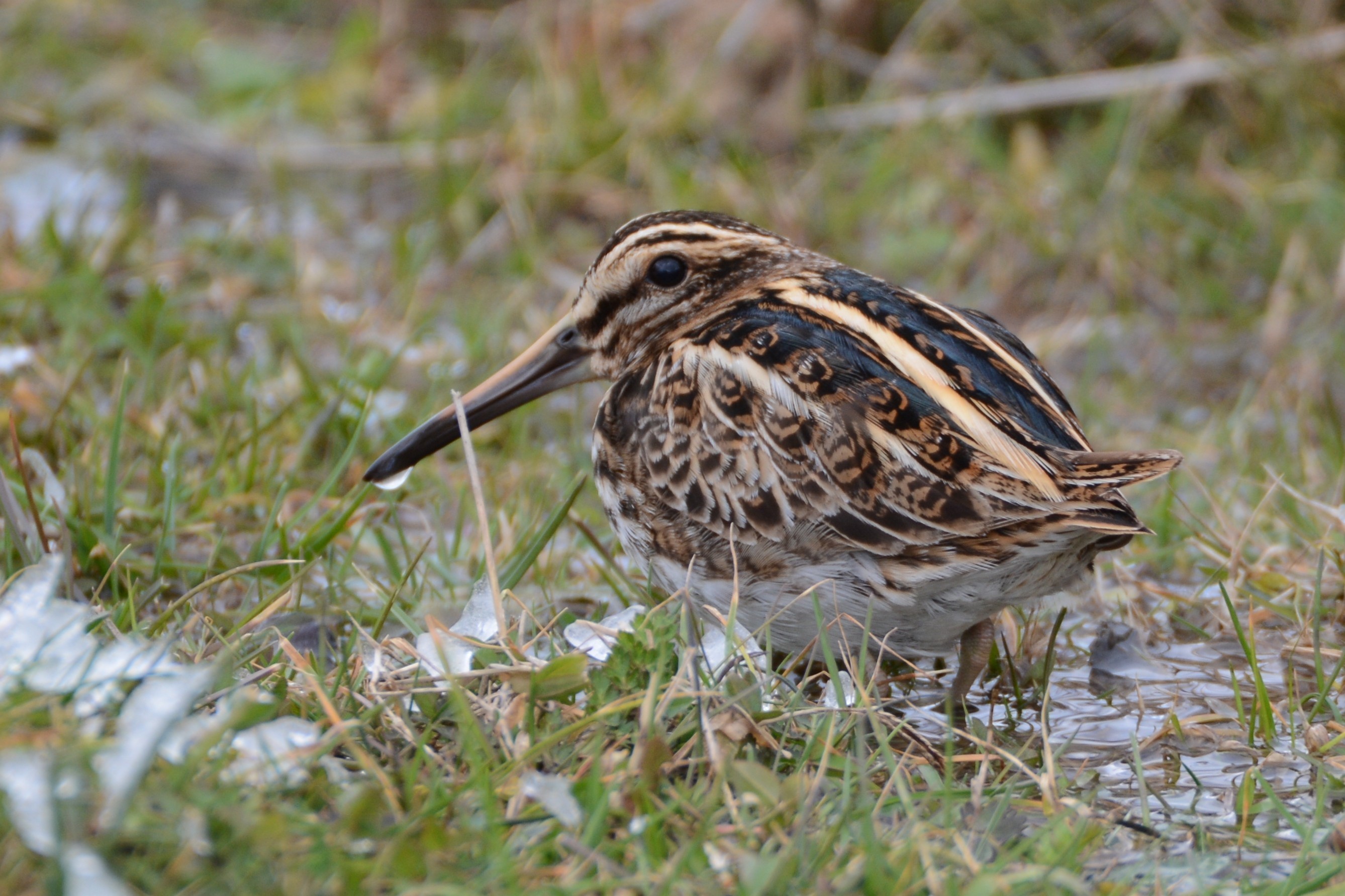 Jack Snipe