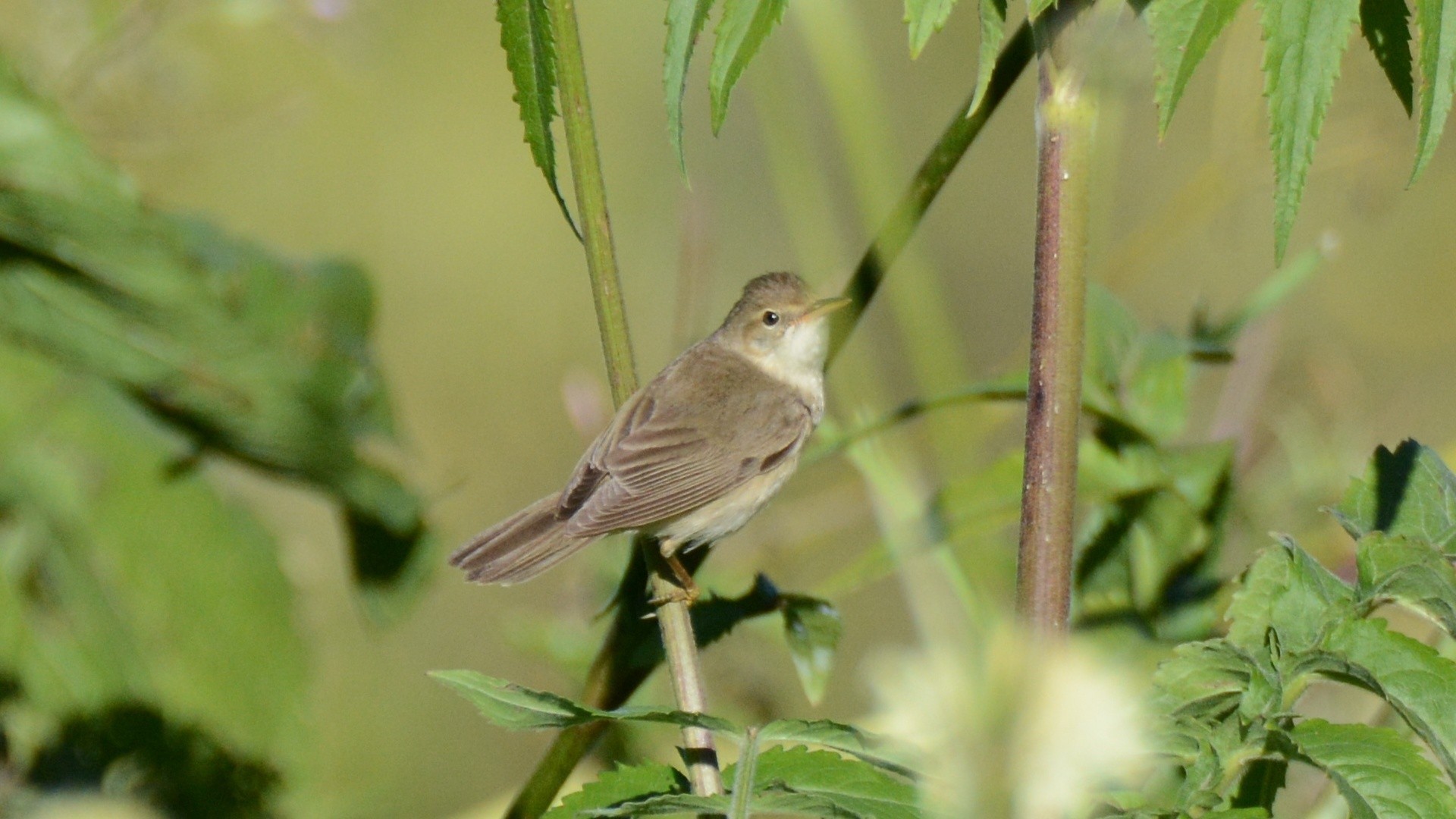 Marsh Warbler — Ana fotoğraf