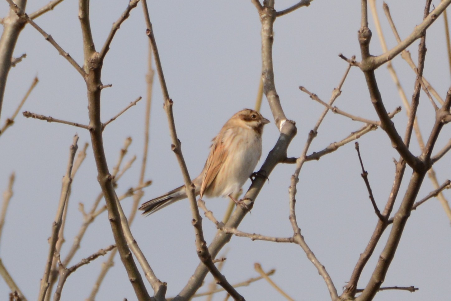 Reed Bunting