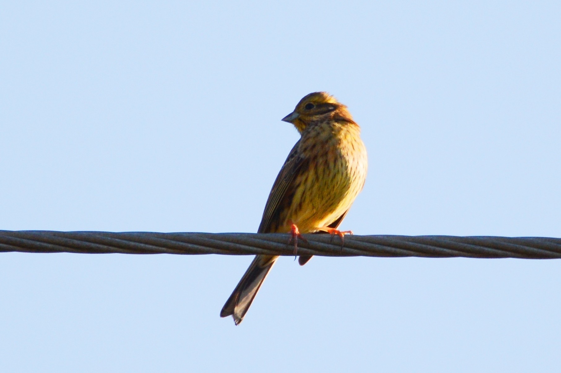Yellowhammer