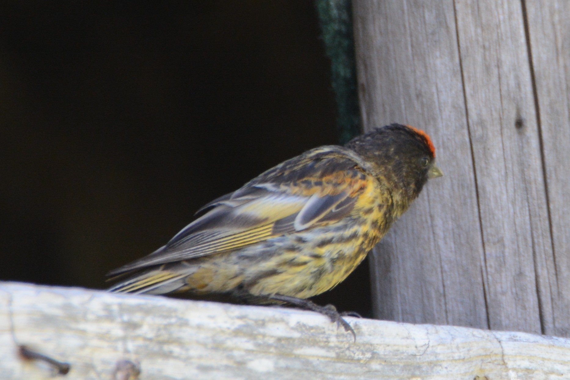 Fire-fronted Serin