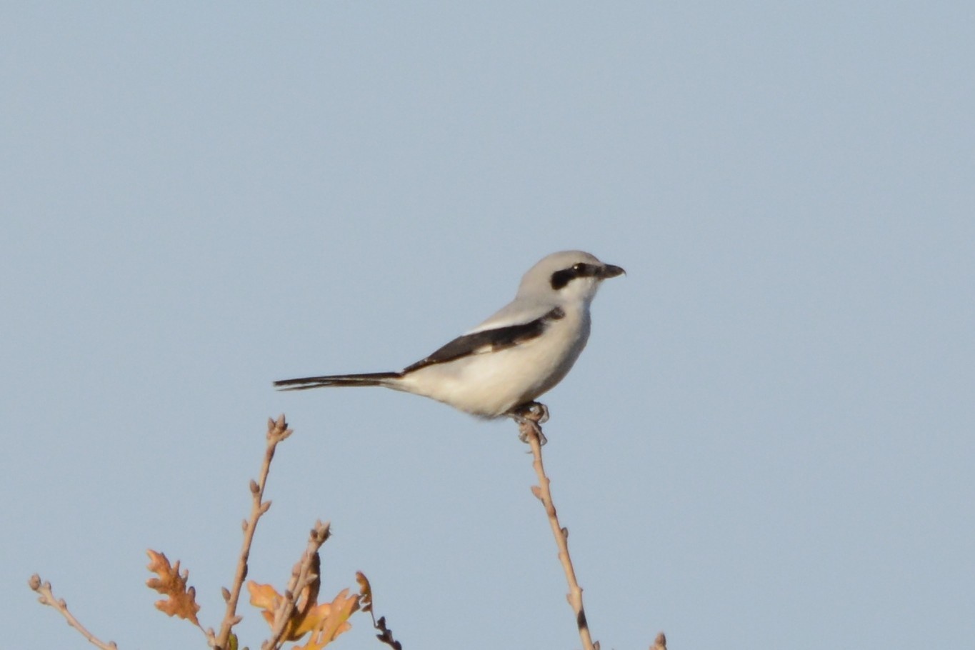 Great Gray Shrike — Ana fotoğraf