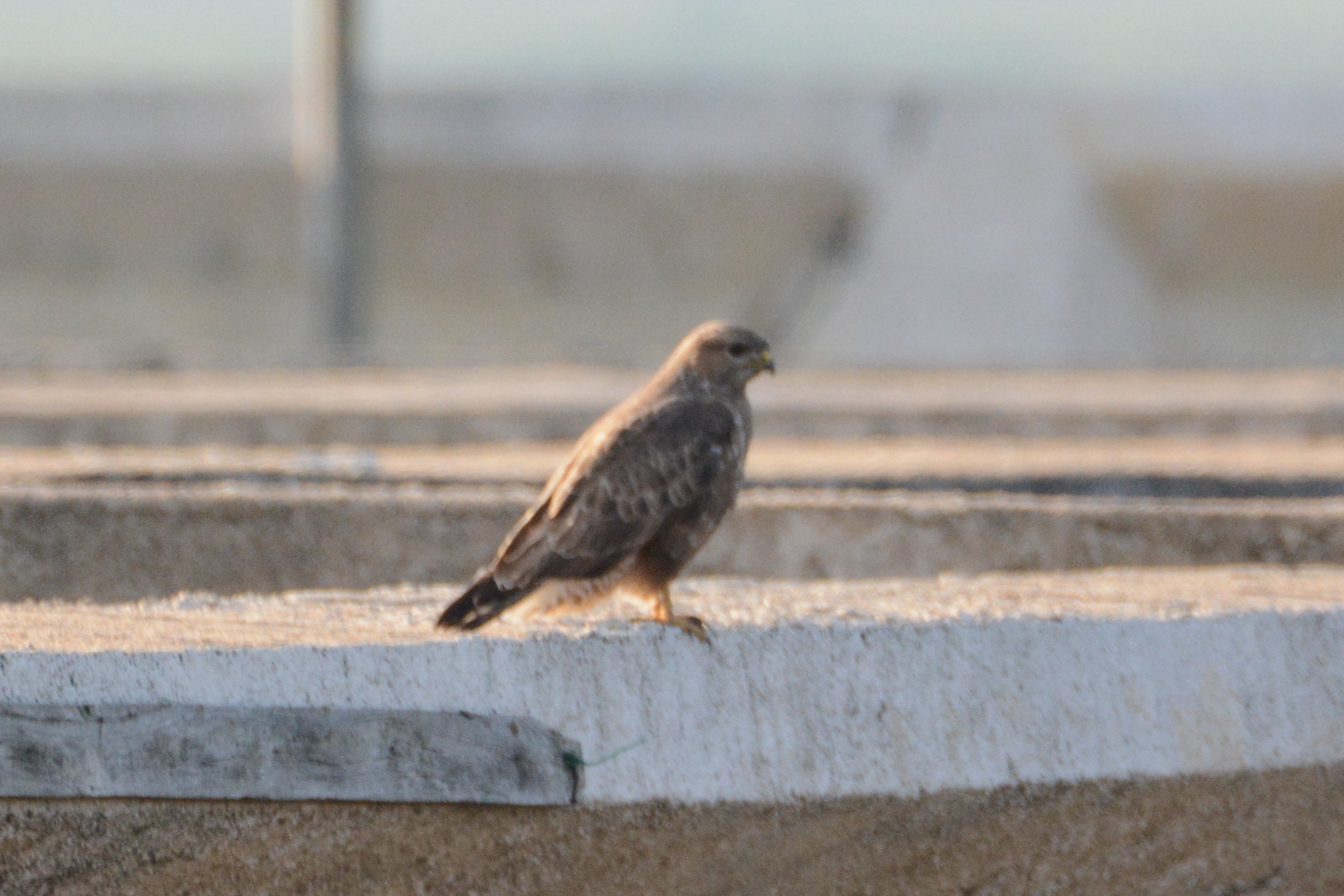 Common Buzzard