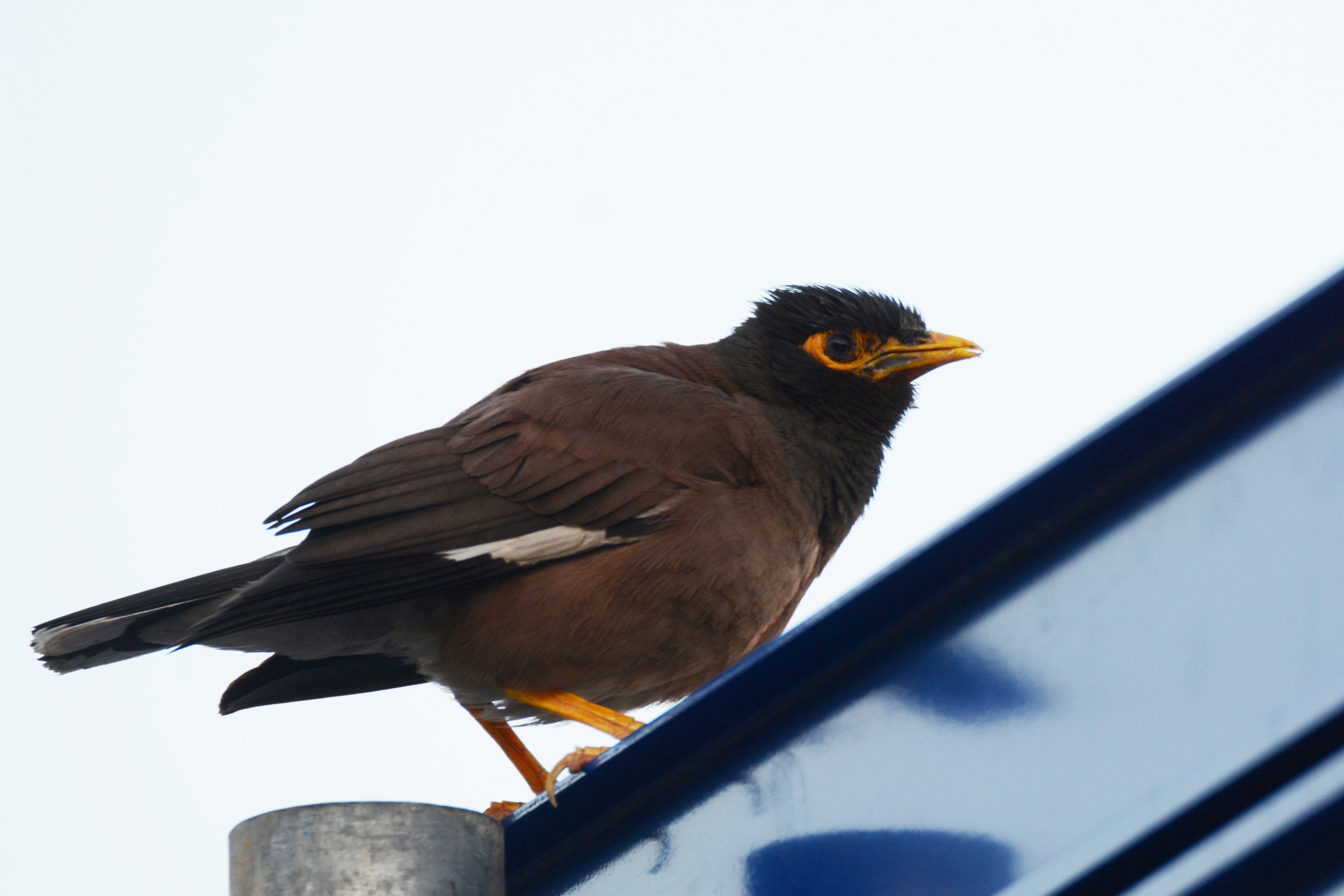 Common Myna