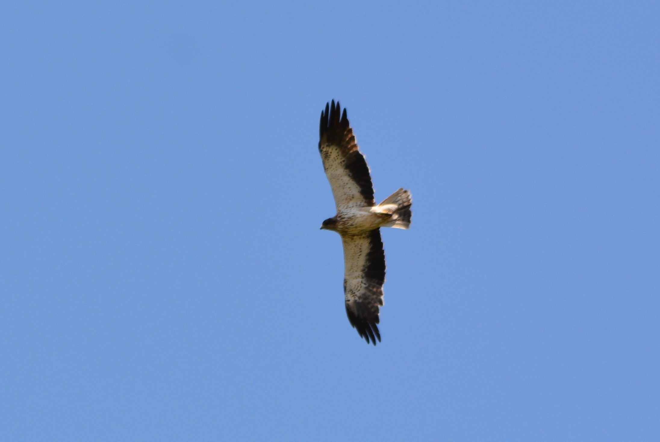 Booted Eagle